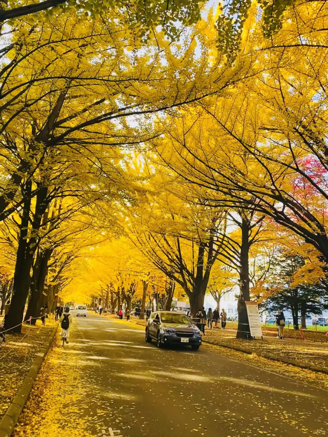 Sapporo/Hokkaido-Ginkgo and maple leaves in Sapporo, ?Hokkaido, Japan, are like a colorful painting