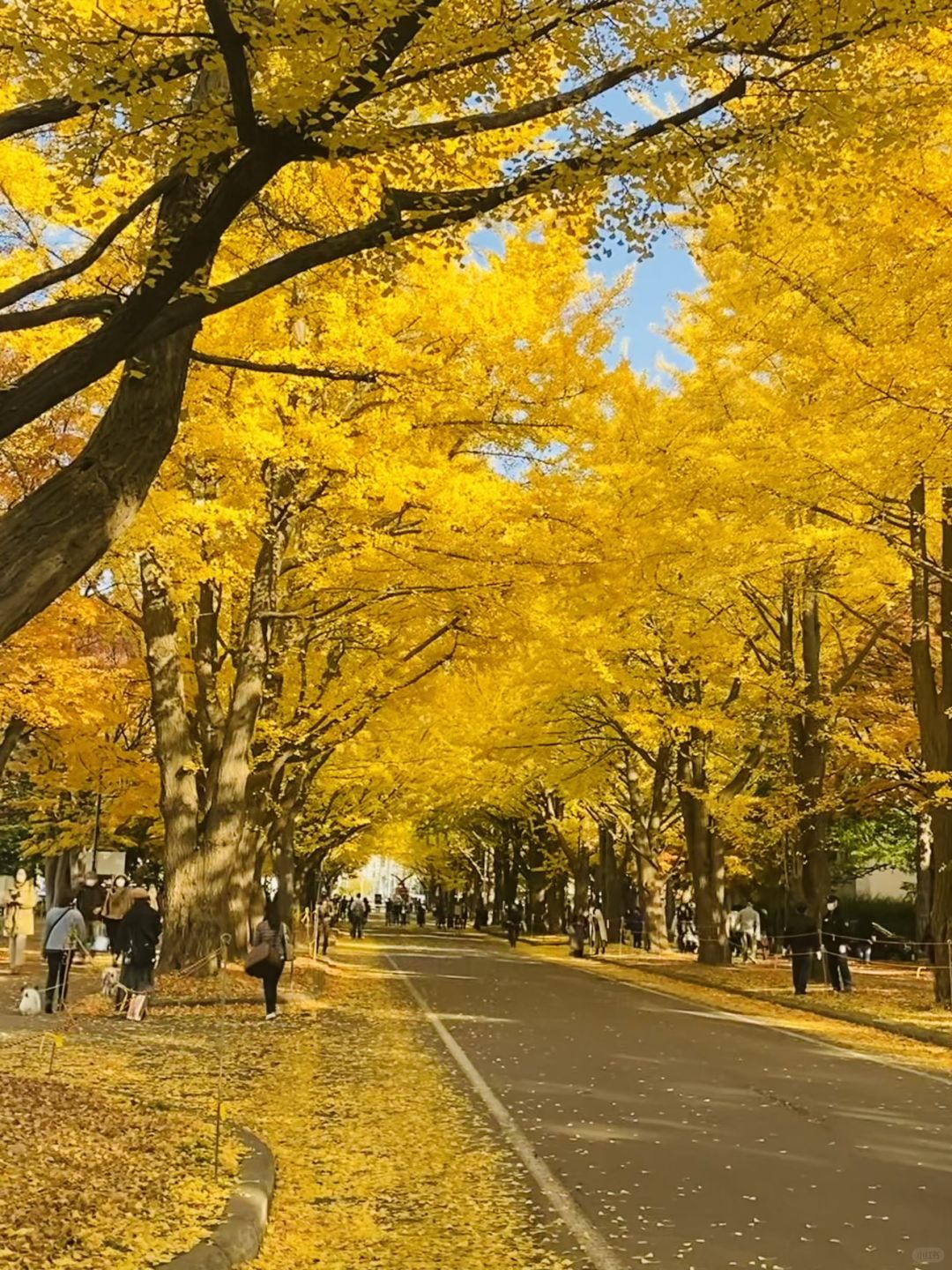 Sapporo/Hokkaido-Ginkgo and maple leaves in Sapporo, ?Hokkaido, Japan, are like a colorful painting
