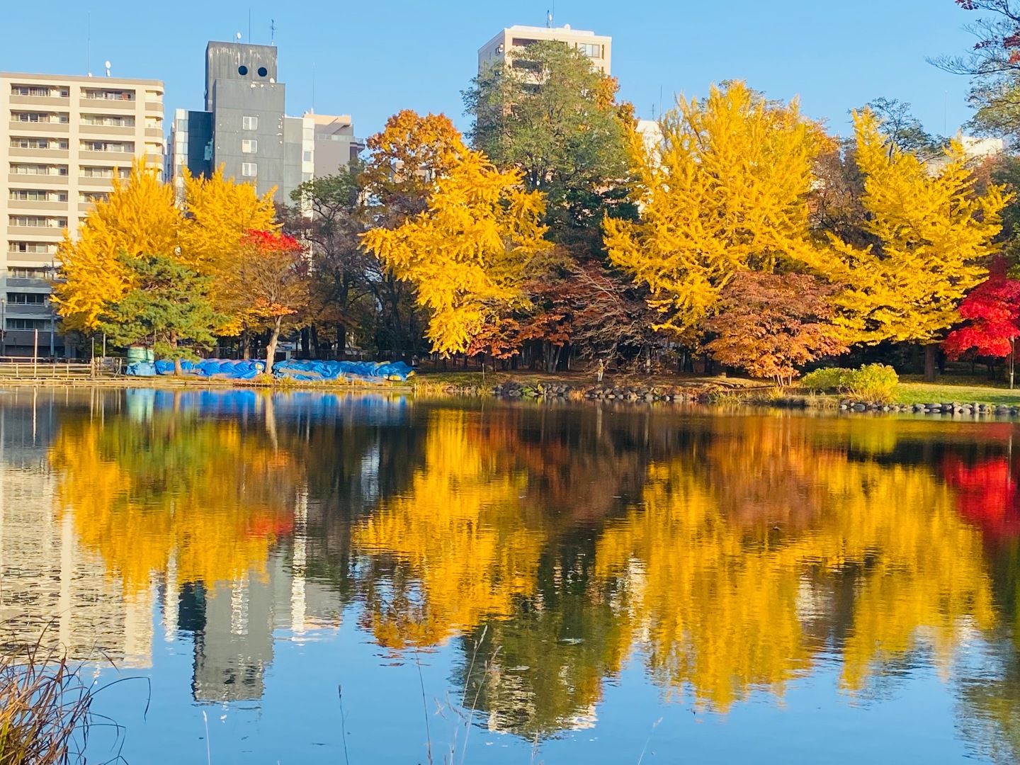 Sapporo/Hokkaido-Ginkgo and maple leaves in Sapporo, ?Hokkaido, Japan, are like a colorful painting