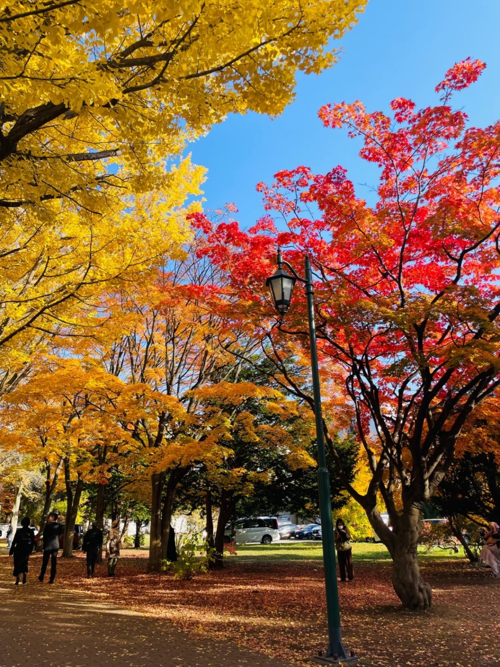 Sapporo/Hokkaido-Ginkgo and maple leaves in Sapporo, ?Hokkaido, Japan, are like a colorful painting