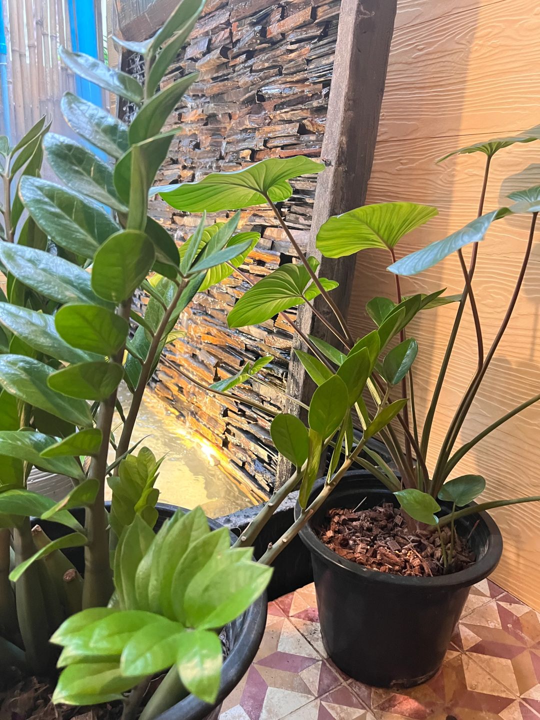 Pattaya-Thip buri massage shop in Pattaya, ?‍♀️with lots of greenery and close to the beach