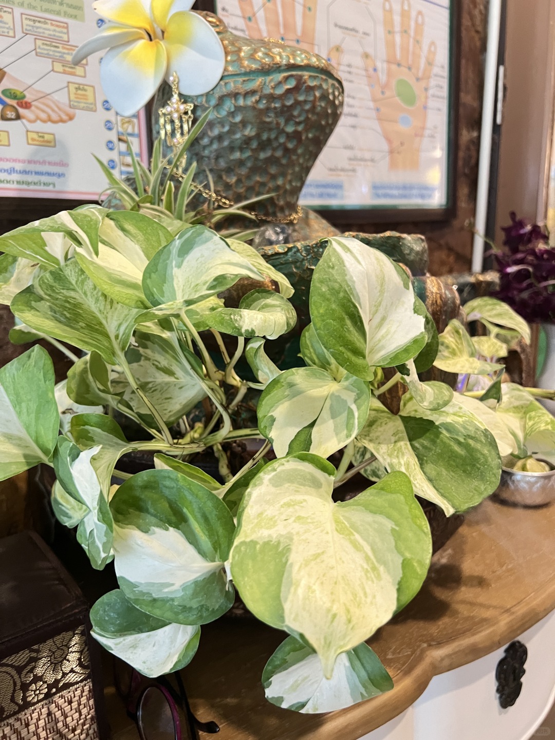 Pattaya-Thip buri massage shop in Pattaya, ?‍♀️with lots of greenery and close to the beach
