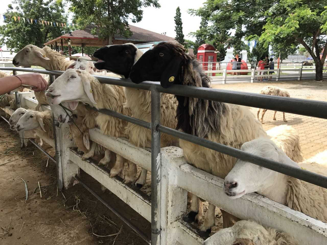 Hua Hin-Swiss Sheep Farm, ?mountain resort for Thai royals, the little sheep inside are very cute