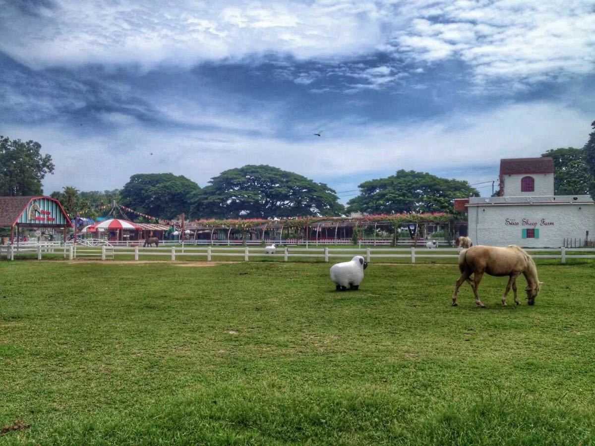 Hua Hin-Swiss Sheep Farm, ?mountain resort for Thai royals, the little sheep inside are very cute