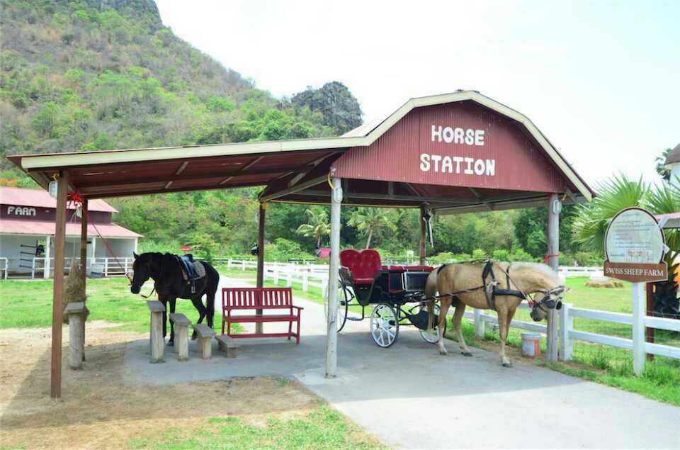 Hua Hin-Swiss Sheep Farm, ?mountain resort for Thai royals, the little sheep inside are very cute