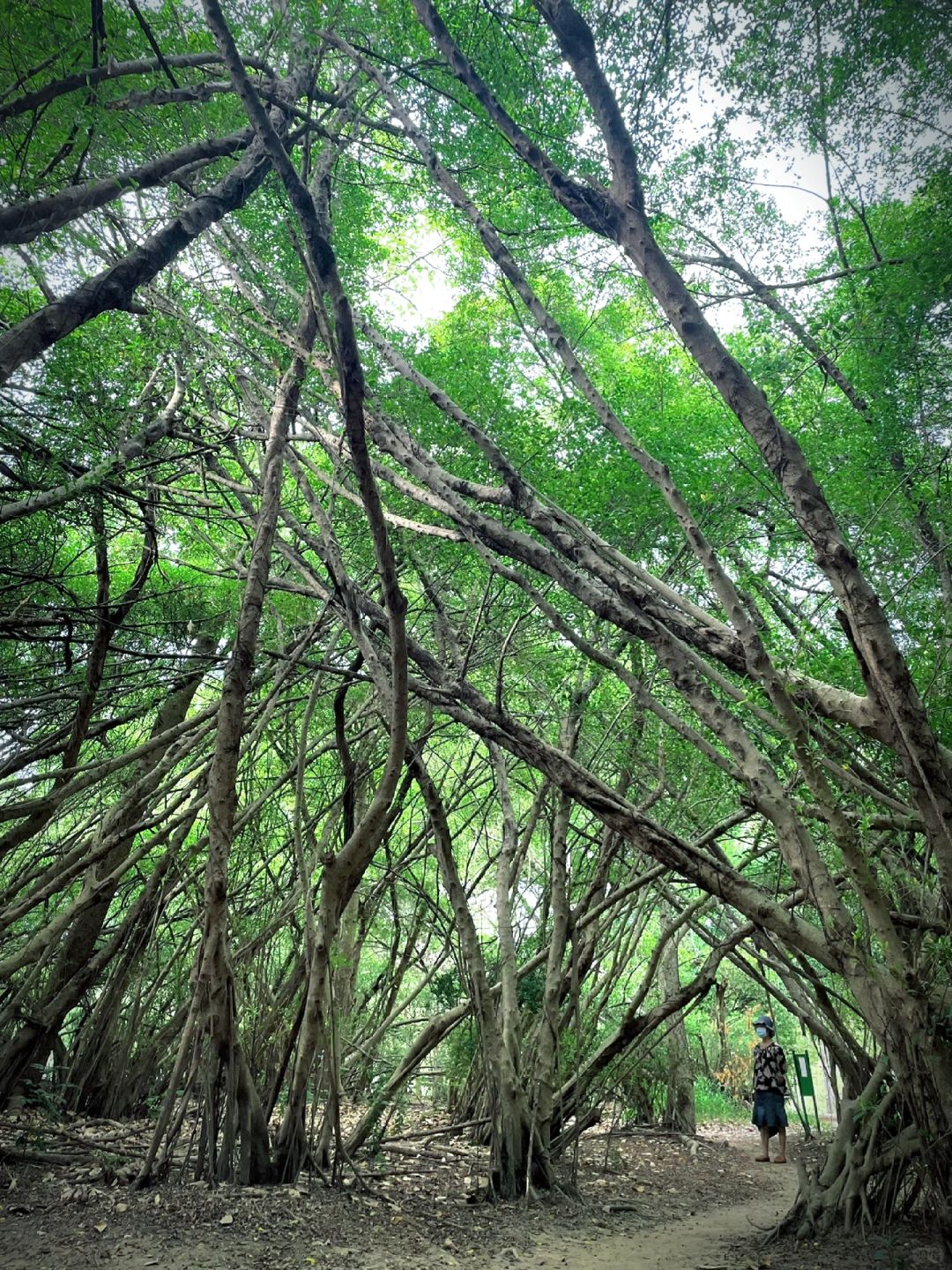 Taiwan-Taiwan Barkley Park, Primitive forest with tangled roots, branches, and leaves hidden in Tainan City