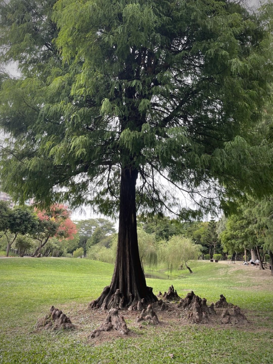 Taiwan-Taiwan Barkley Park, Primitive forest with tangled roots, branches, and leaves hidden in Tainan City