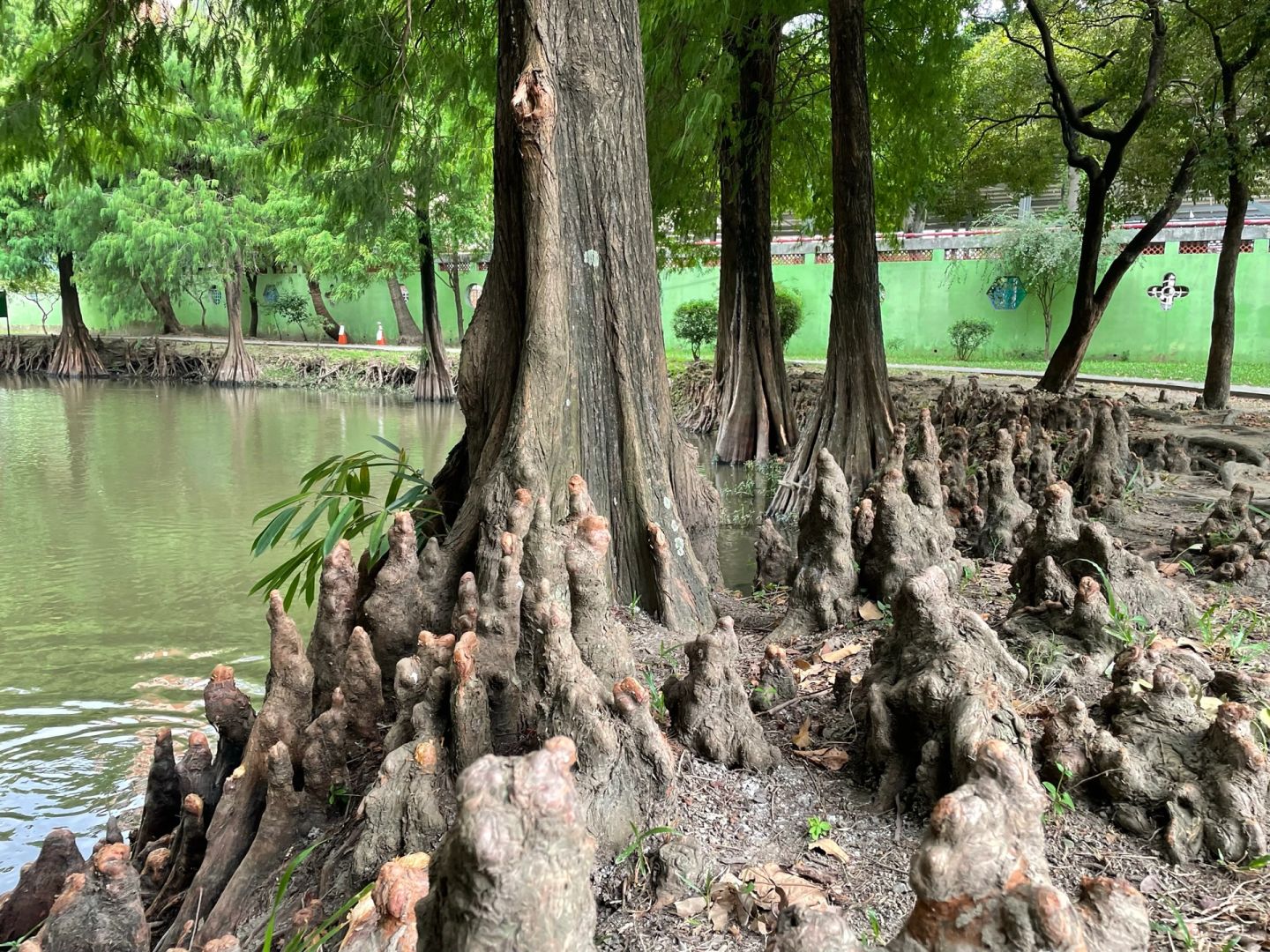 Taiwan-Taiwan Barkley Park, Primitive forest with tangled roots, branches, and leaves hidden in Tainan City