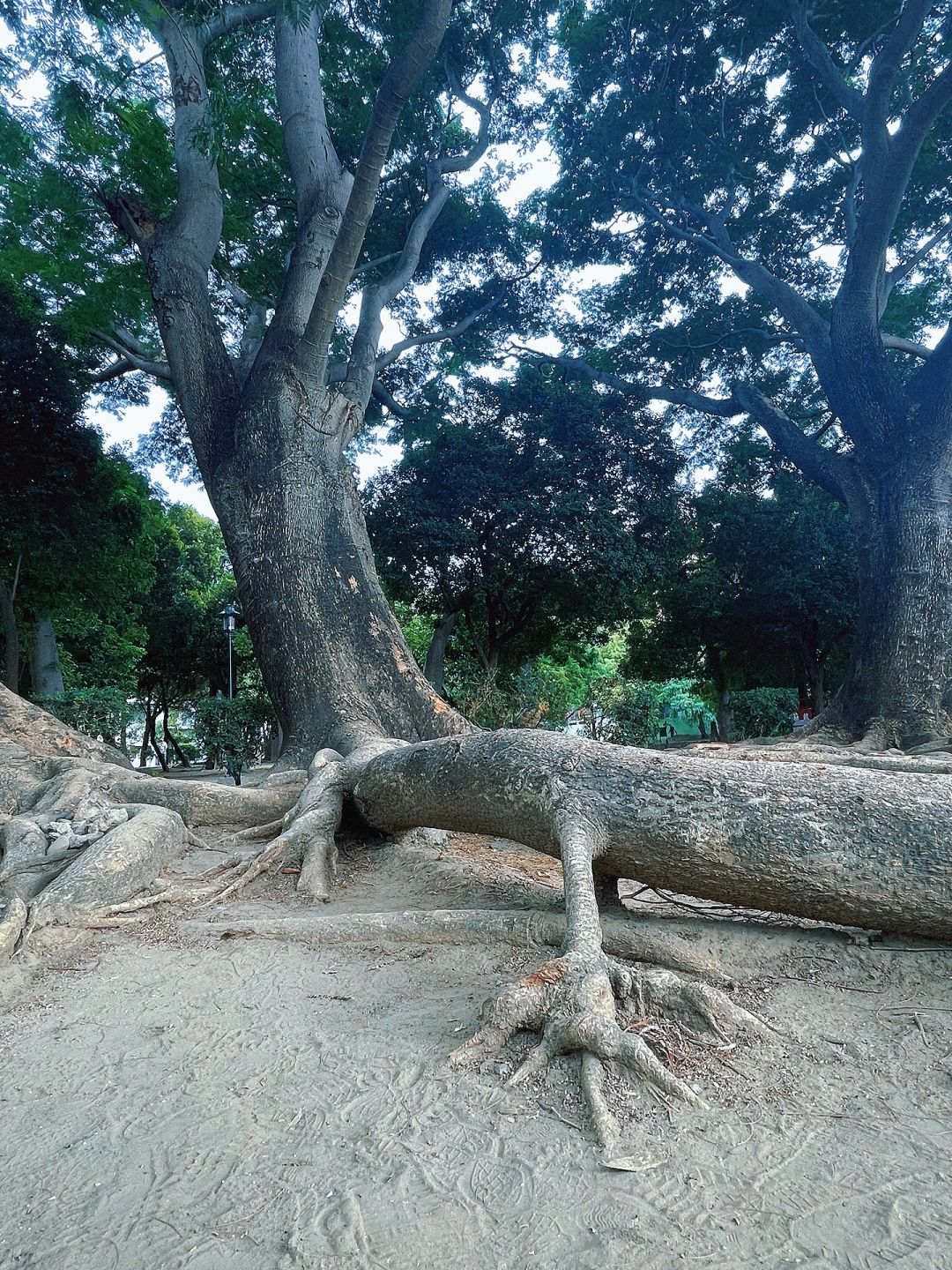 Taiwan-Taiwan Barkley Park, Primitive forest with tangled roots, branches, and leaves hidden in Tainan City
