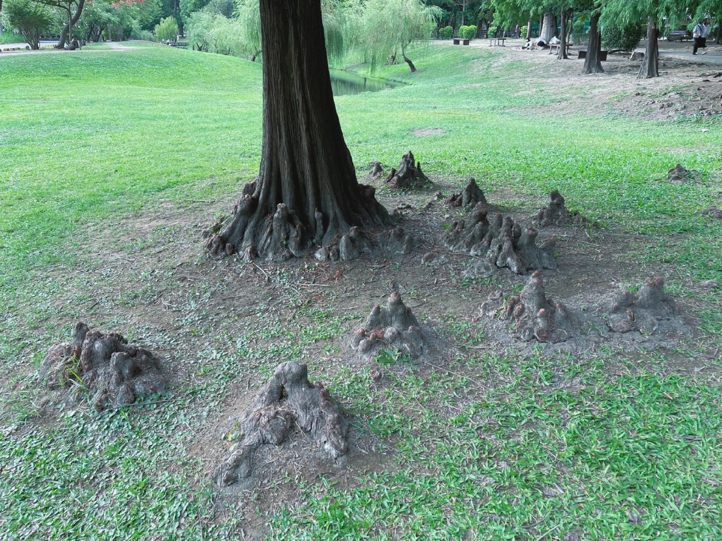 Taiwan-Taiwan Barkley Park, Primitive forest with tangled roots, branches, and leaves hidden in Tainan City