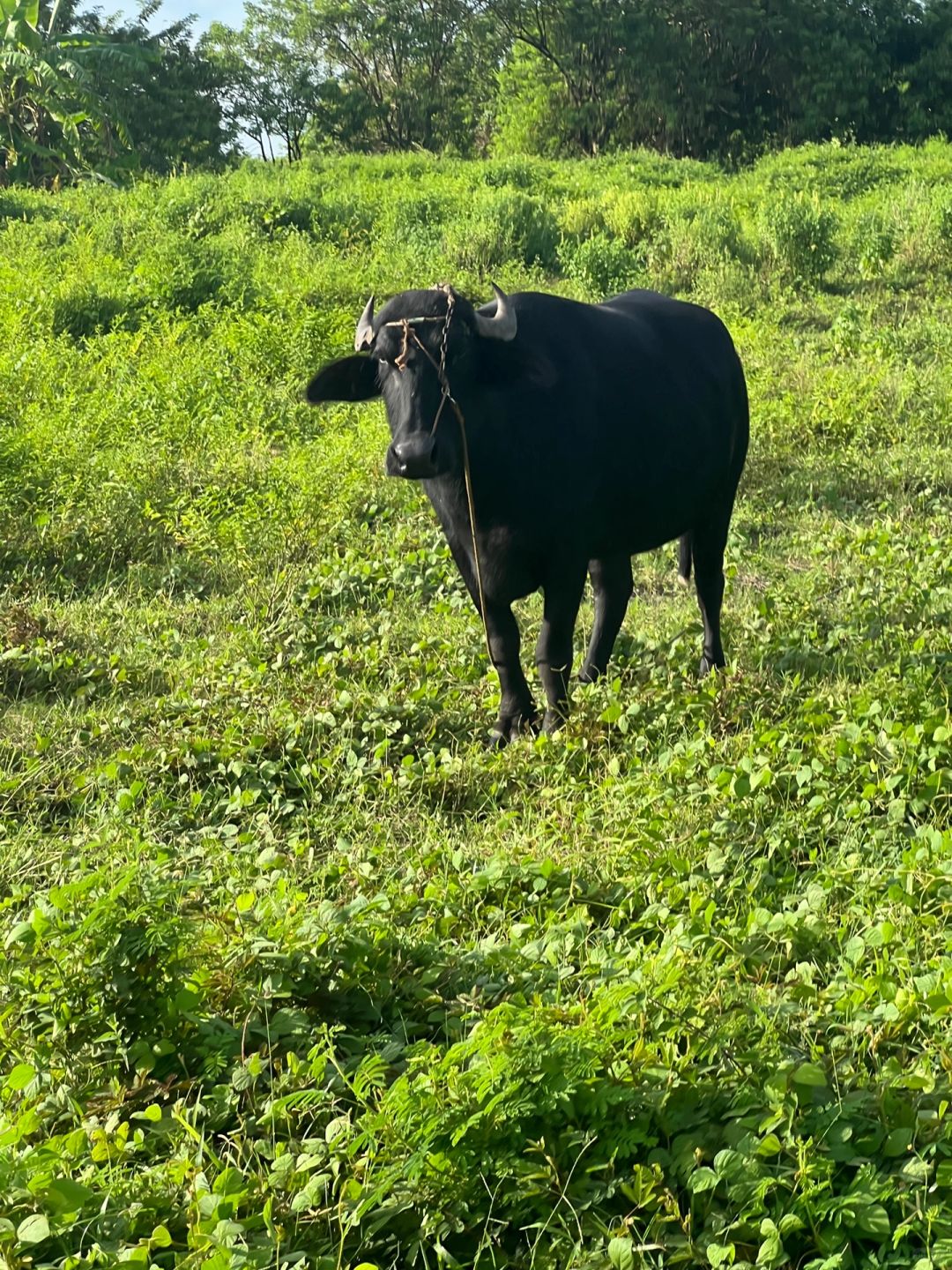 Clark/Angel City-Clark horseback riding experience in the Philippines, walking through rivers and farmland