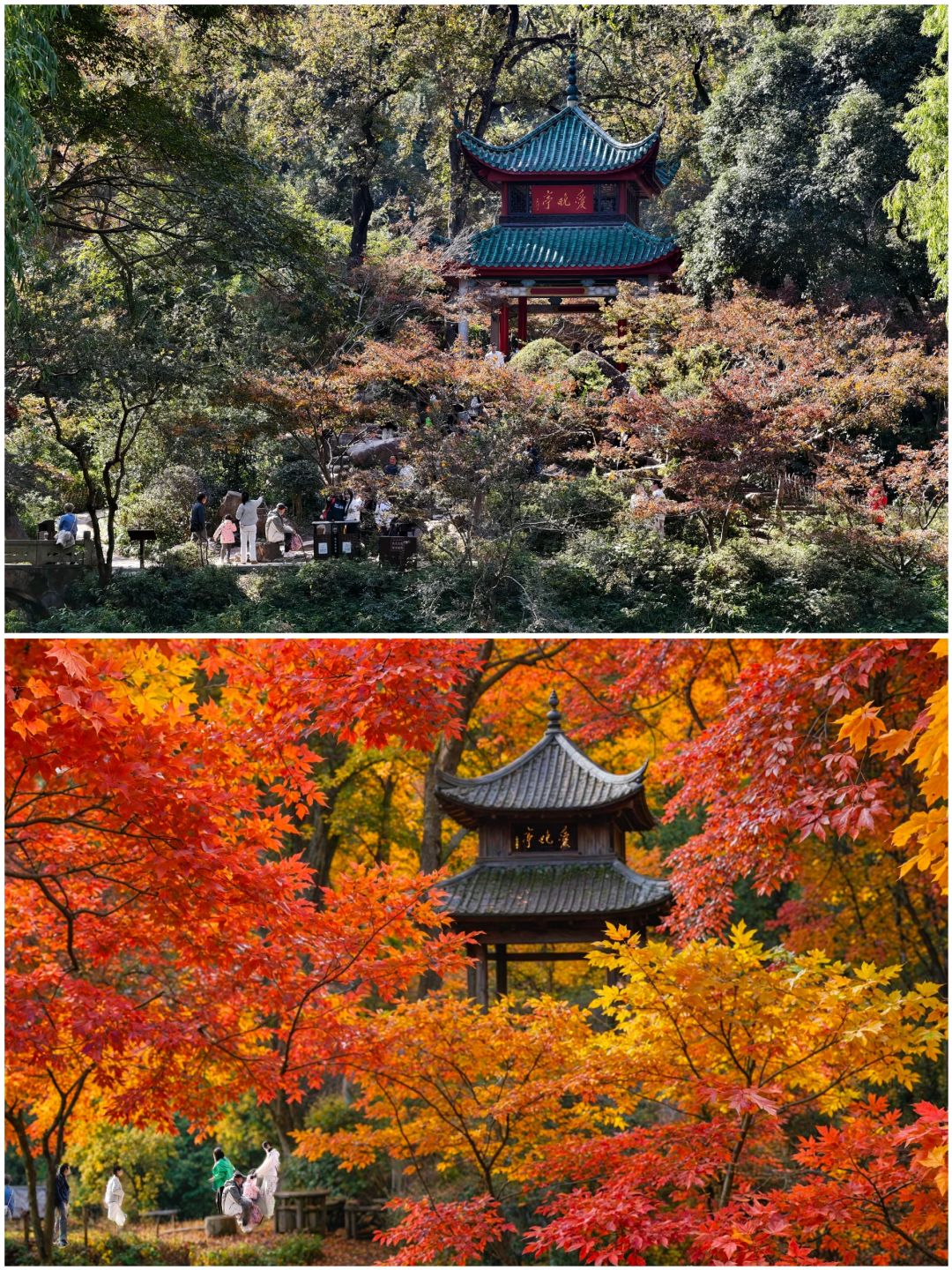 Changsha-Changsha Lushan boasts one of the most beautiful red leaf scenery in all of China!