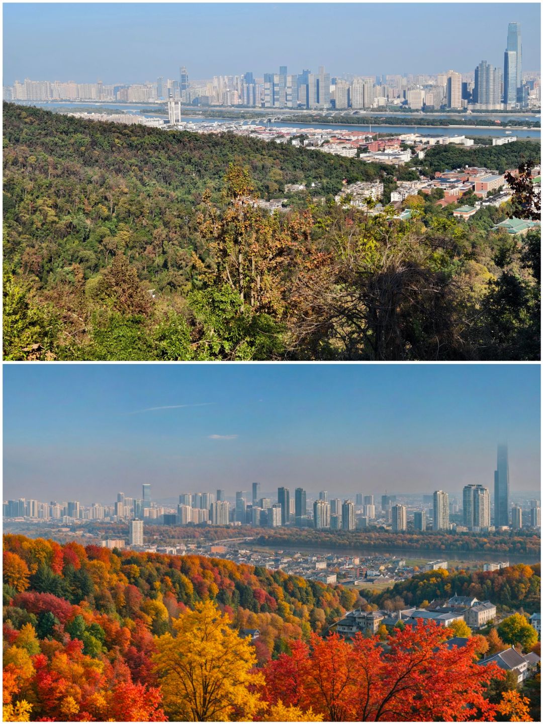 Changsha-Changsha Lushan boasts one of the most beautiful red leaf scenery in all of China!