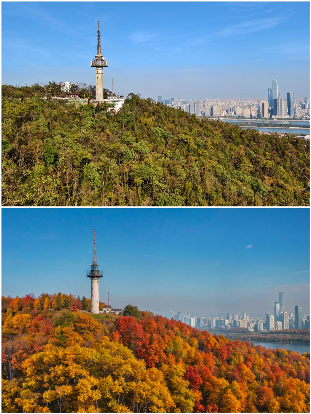 Changsha-Changsha Lushan boasts one of the most beautiful red leaf scenery in all of China!