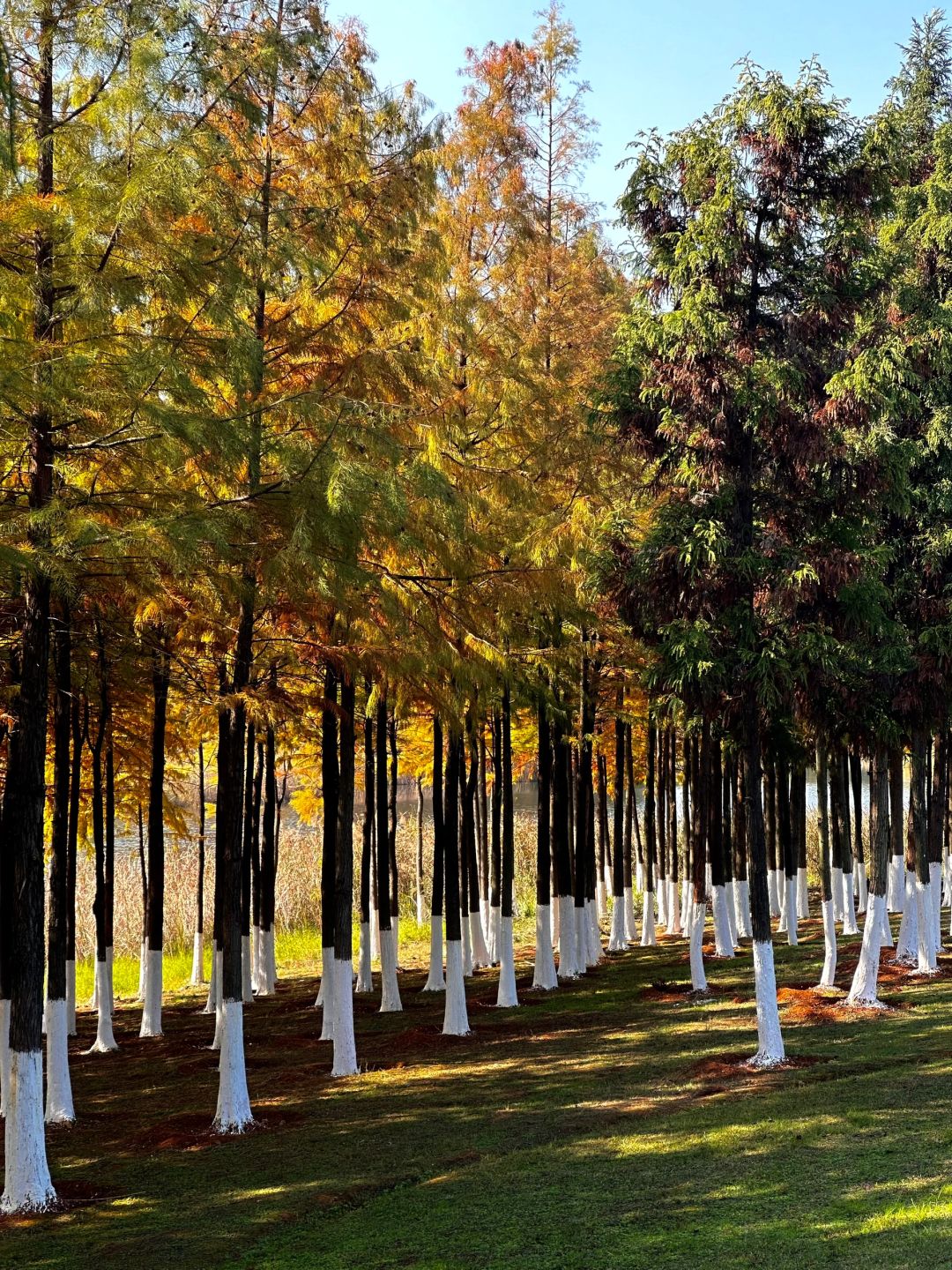 Changsha-Come to Songya Lake National Forest Park and take photos with the beautiful Metasequoia forest!