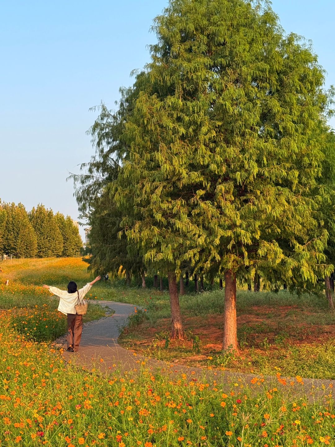 Changsha-Here are three favorite parks for locals in Changsha in autumn, which tourists must not miss!