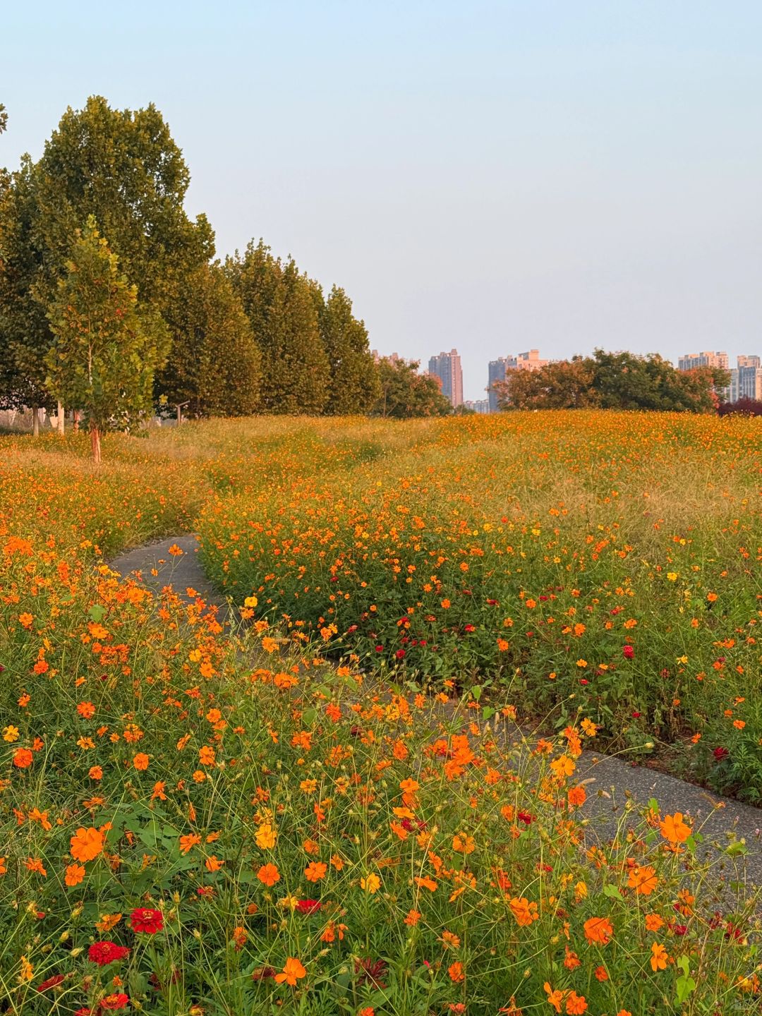 Changsha-Here are three favorite parks for locals in Changsha in autumn, which tourists must not miss!