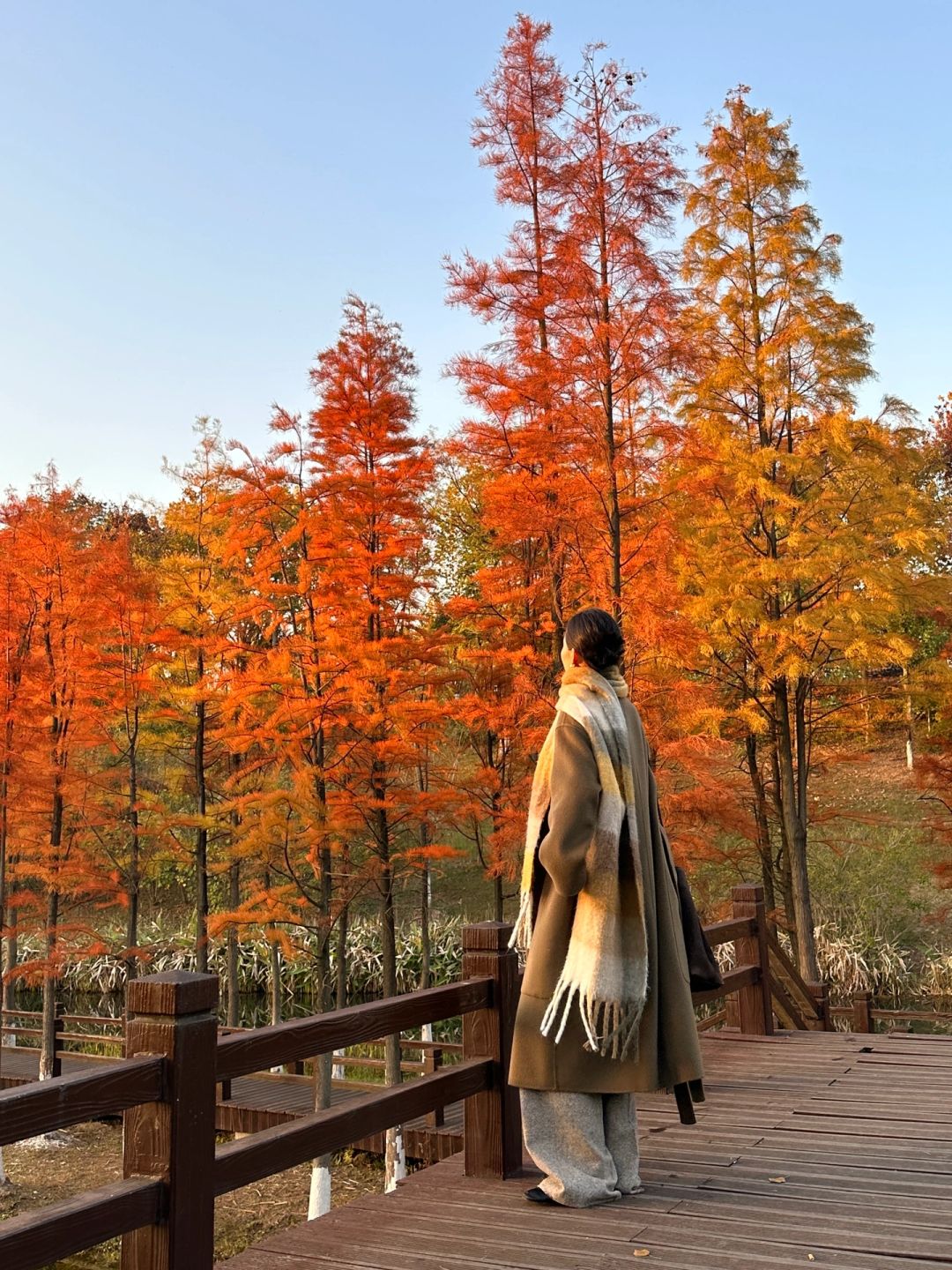 Changsha-Here are three favorite parks for locals in Changsha in autumn, which tourists must not miss!