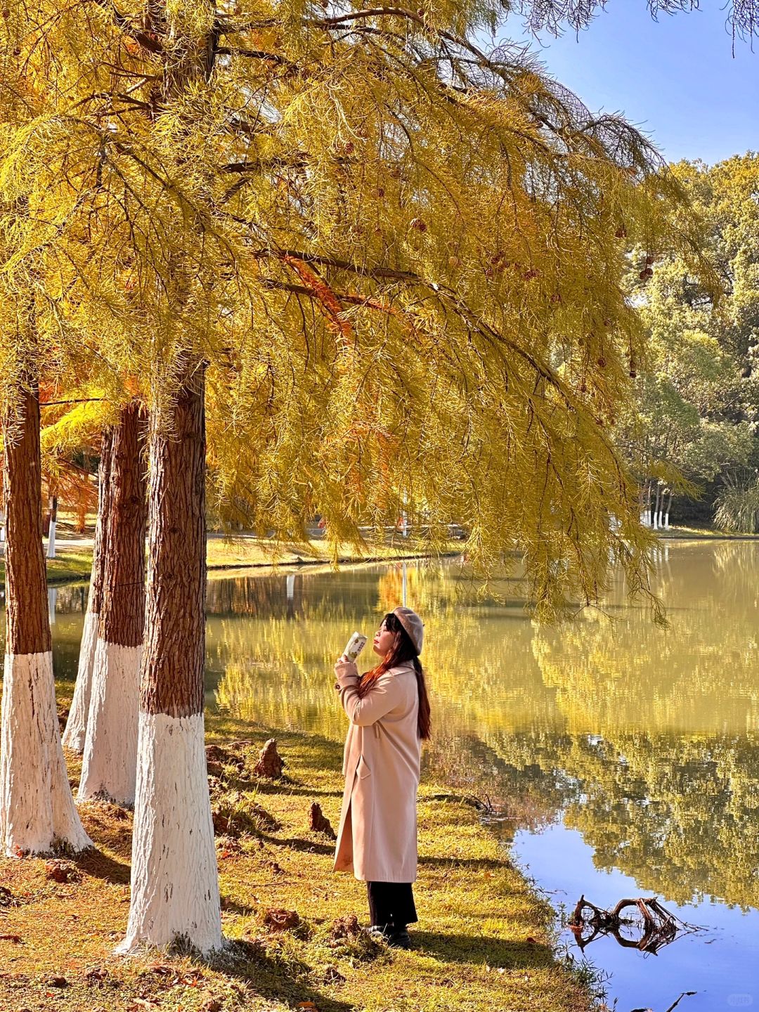 Changsha-Metasequoia has turned red. Come camping with friends at Changsha Garden Ecological Park!