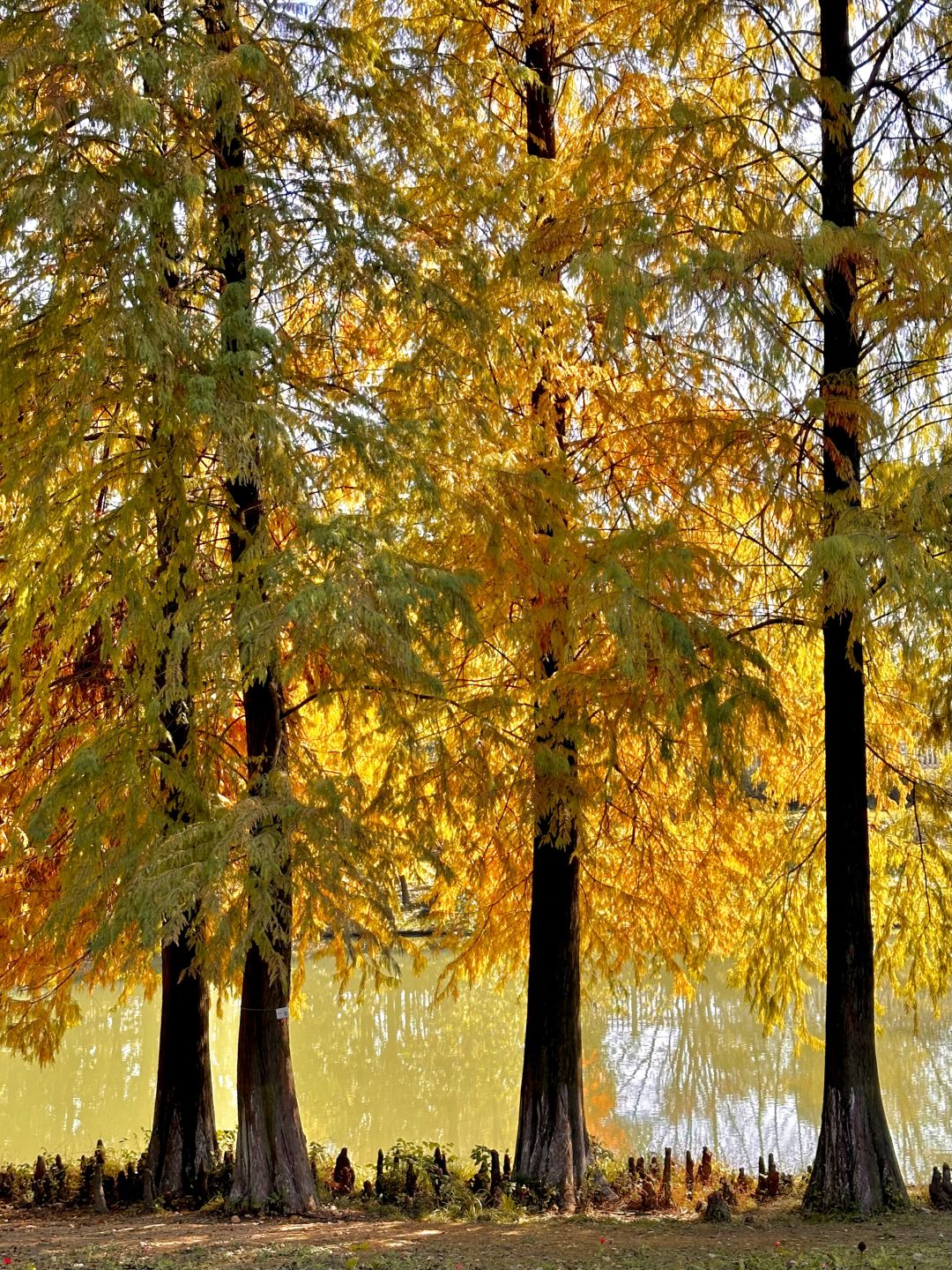 Changsha-Metasequoia has turned red. Come camping with friends at Changsha Garden Ecological Park!
