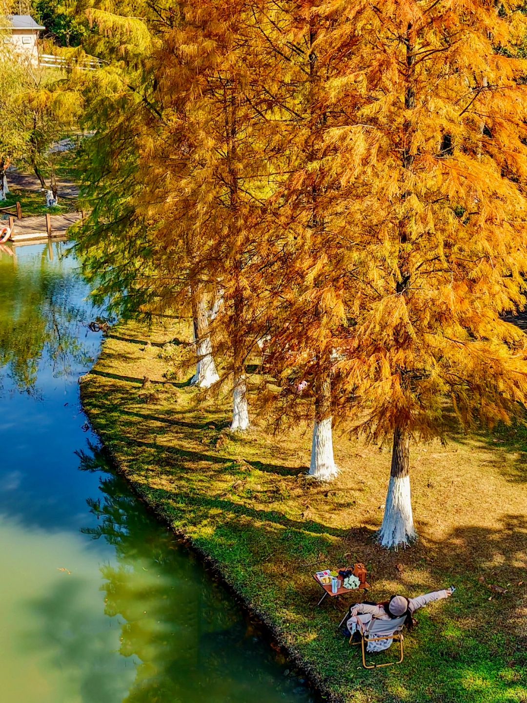 Changsha-Metasequoia has turned red. Come camping with friends at Changsha Garden Ecological Park!