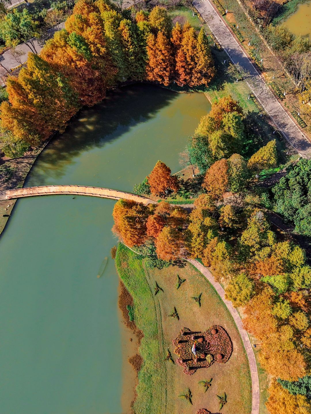 Changsha-Metasequoia has turned red. Come camping with friends at Changsha Garden Ecological Park!