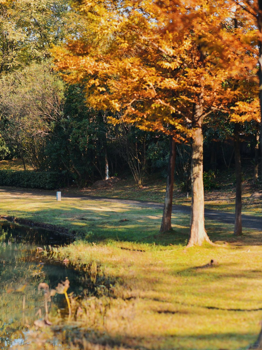 Changsha-Changsha Ecological Garden Park, a niche attraction perfect for learning photography.