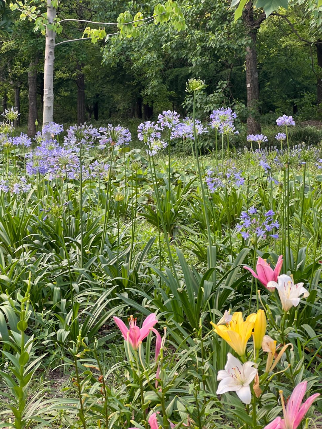 Shanghai/Hangzhou-Shanghai World Expo Cultural Park: The Perfect Integration of Urban Oasis and Modern Miracle