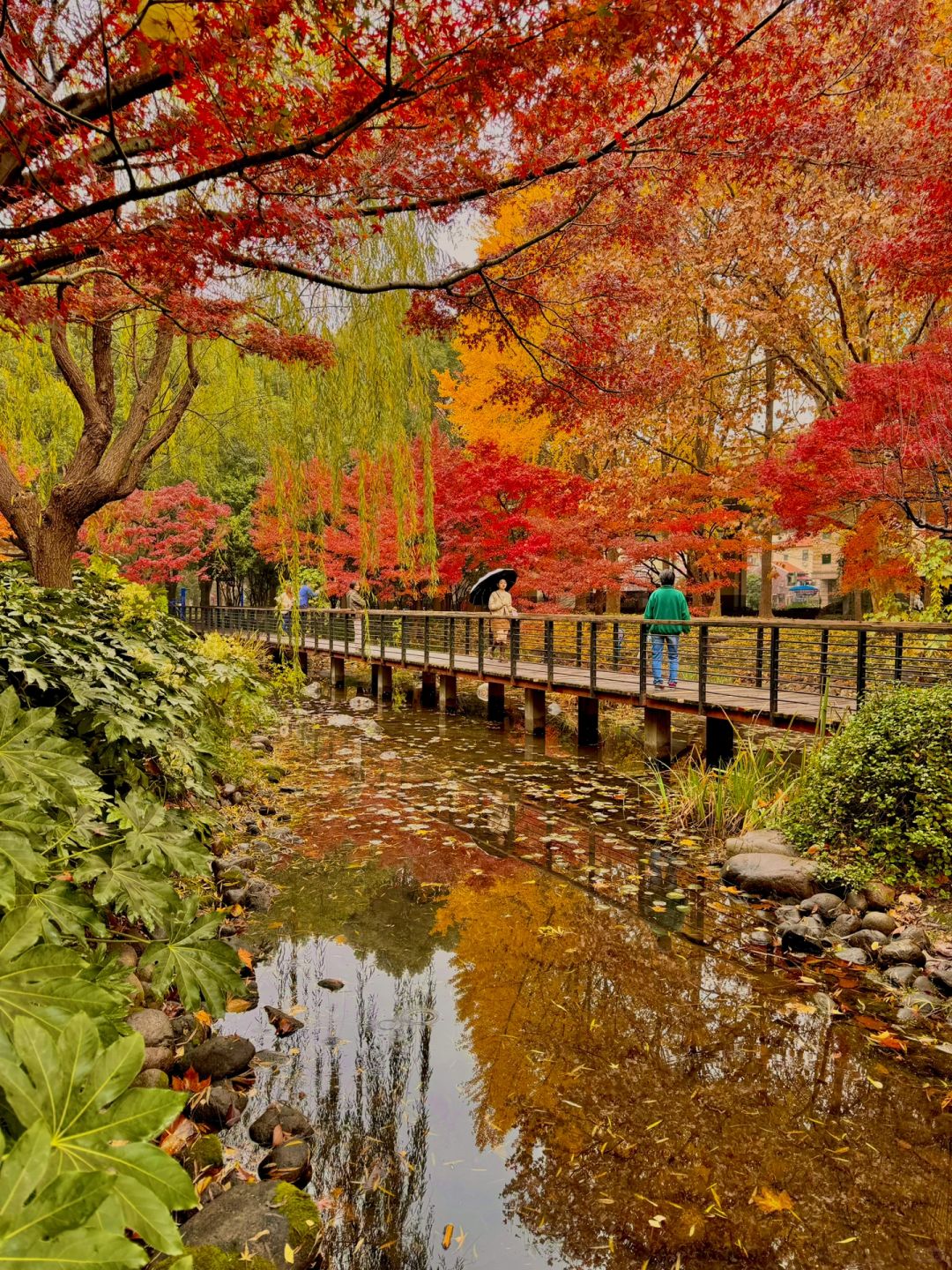 Shanghai/Hangzhou-Autumn in Shanghai Yanzhong Square Park is more beautiful than autumn in Beijing