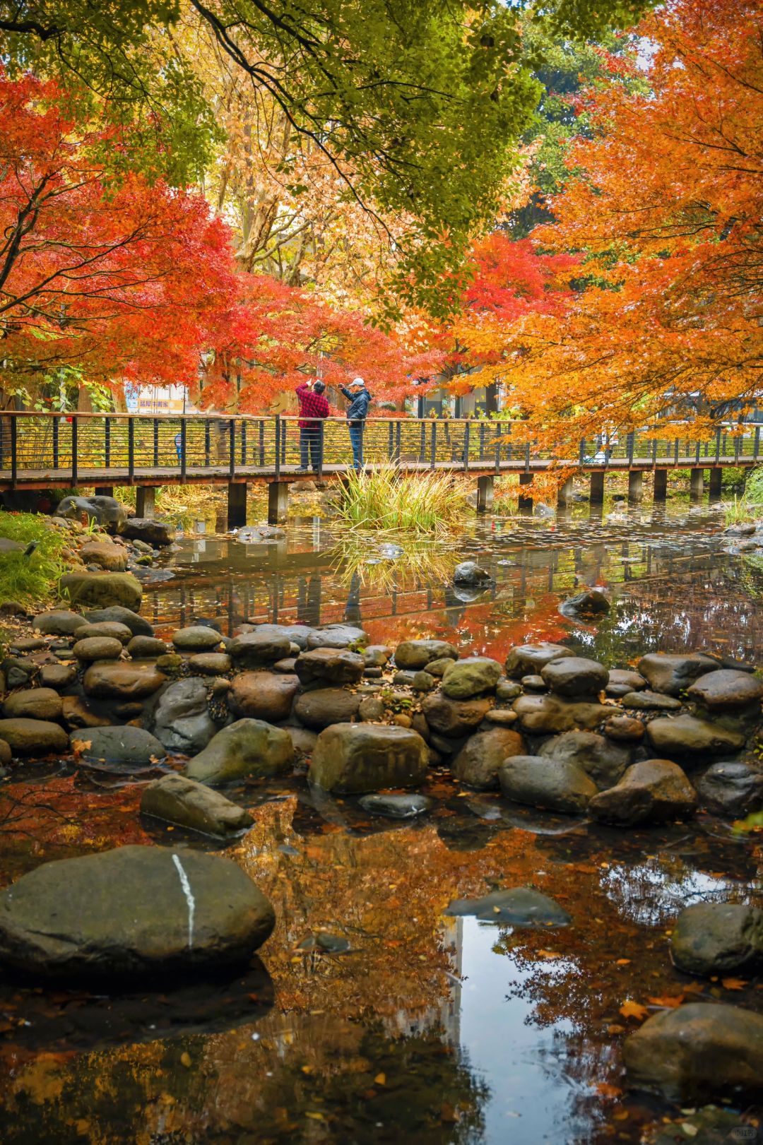 Shanghai/Hangzhou-Autumn in Shanghai Yanzhong Square Park is more beautiful than autumn in Beijing