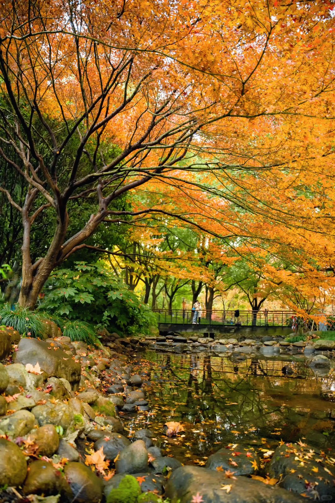 Shanghai/Hangzhou-Autumn in Shanghai Yanzhong Square Park is more beautiful than autumn in Beijing
