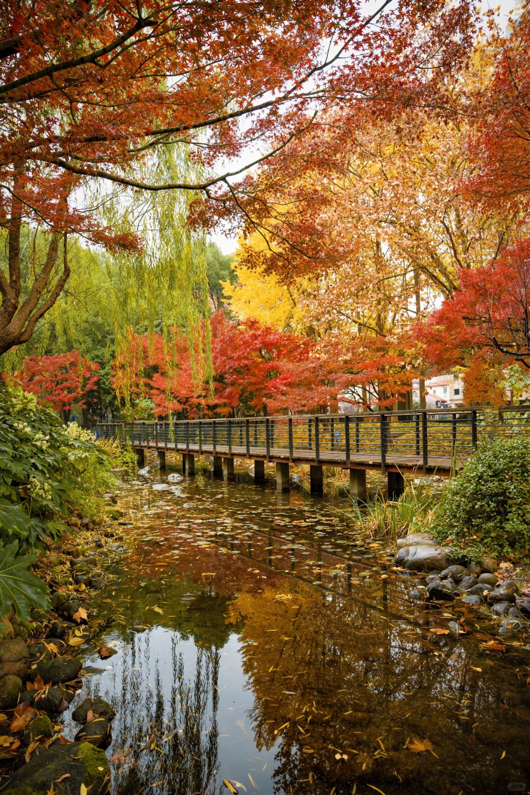 Shanghai/Hangzhou-Autumn in Shanghai Yanzhong Square Park is more beautiful than autumn in Beijing