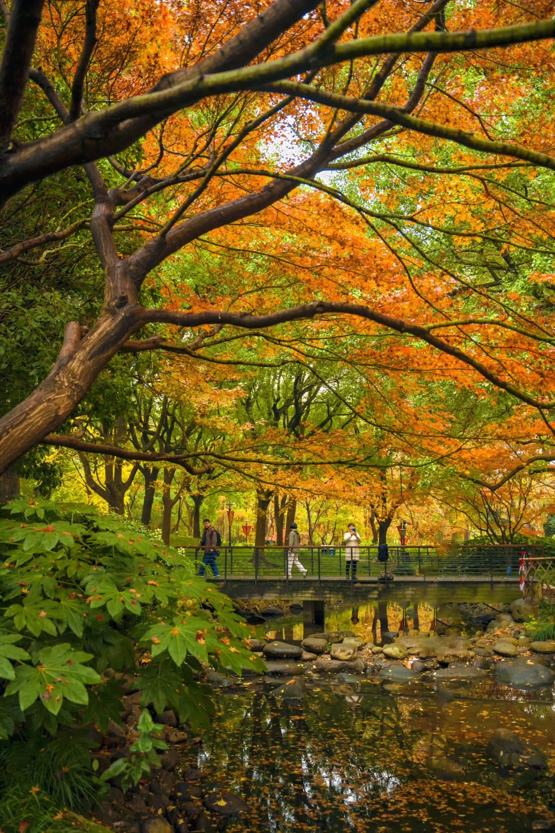 Shanghai/Hangzhou-Autumn in Shanghai Yanzhong Square Park is more beautiful than autumn in Beijing