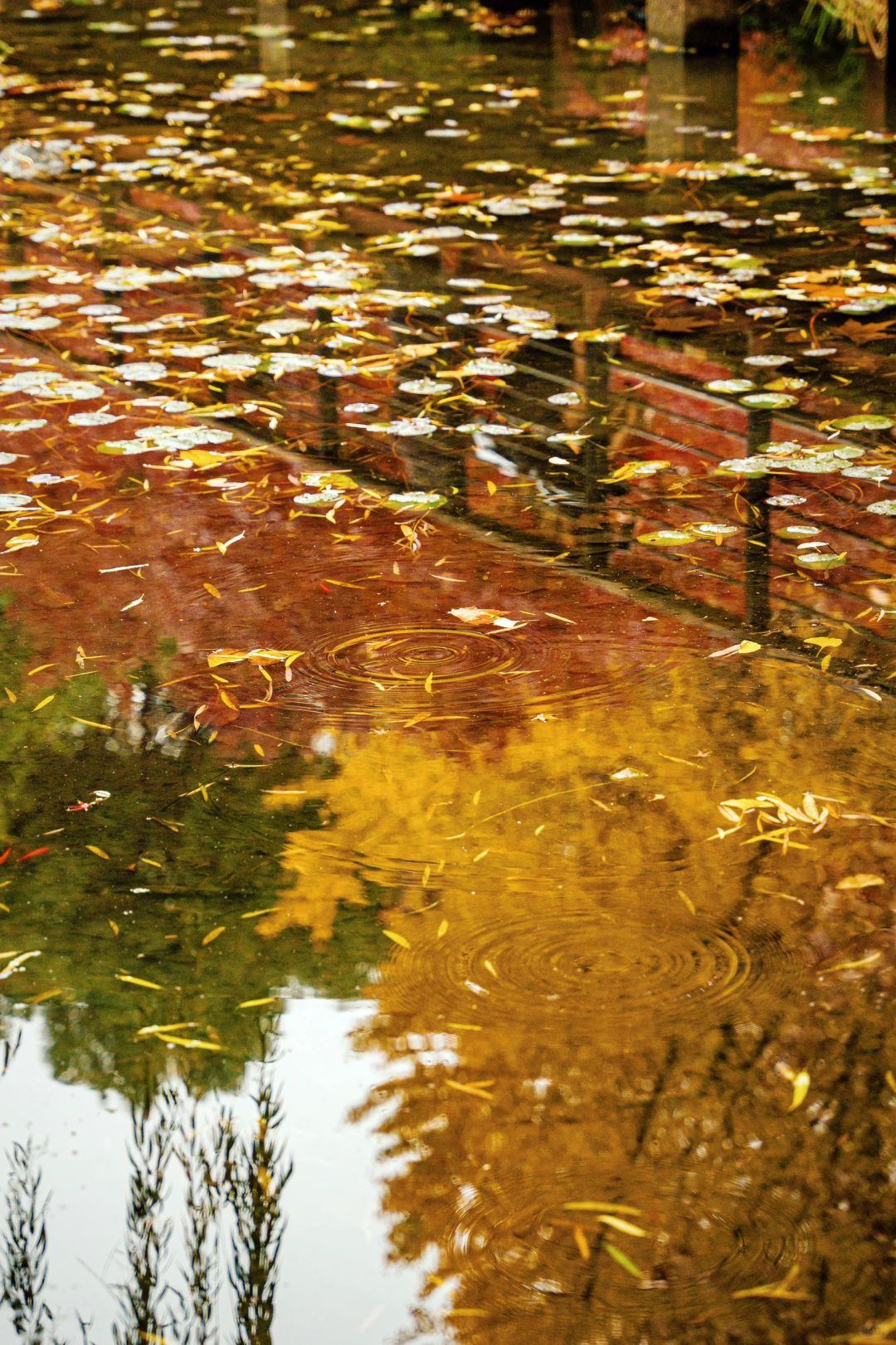 Shanghai/Hangzhou-Autumn in Shanghai Yanzhong Square Park is more beautiful than autumn in Beijing