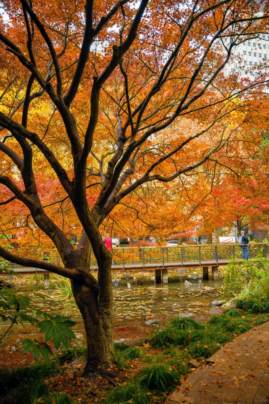 Shanghai/Hangzhou-Autumn in Shanghai Yanzhong Square Park is more beautiful than autumn in Beijing