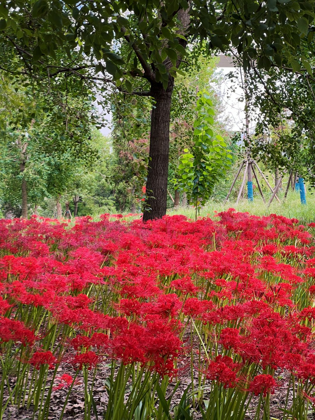 Shanghai/Hangzhou-Shanghai World Expo Cultural Park: A Leisure Oasis in the City