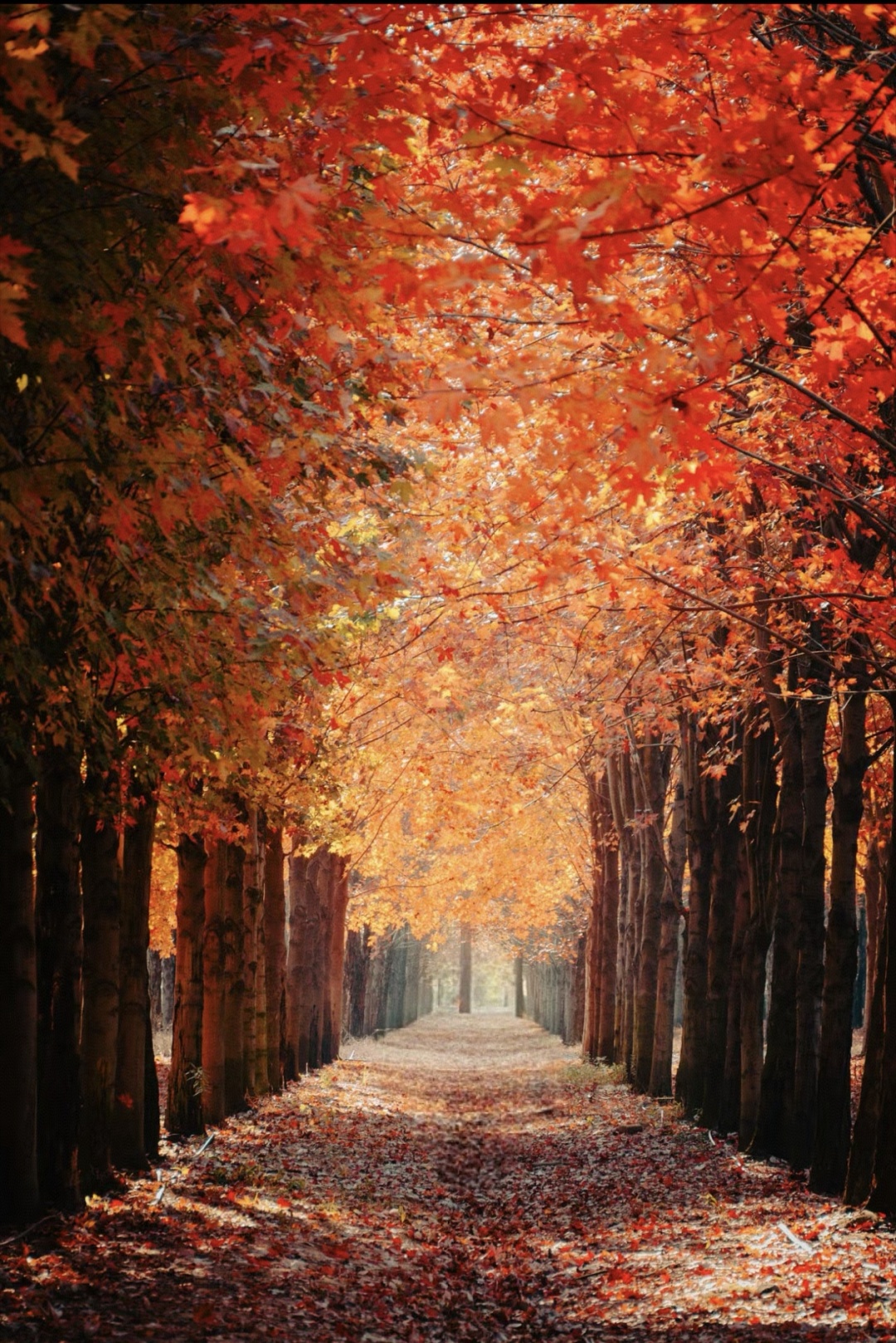 Shanghai/Hangzhou-This article features the most comprehensive autumn viewing spots in Shanghai!