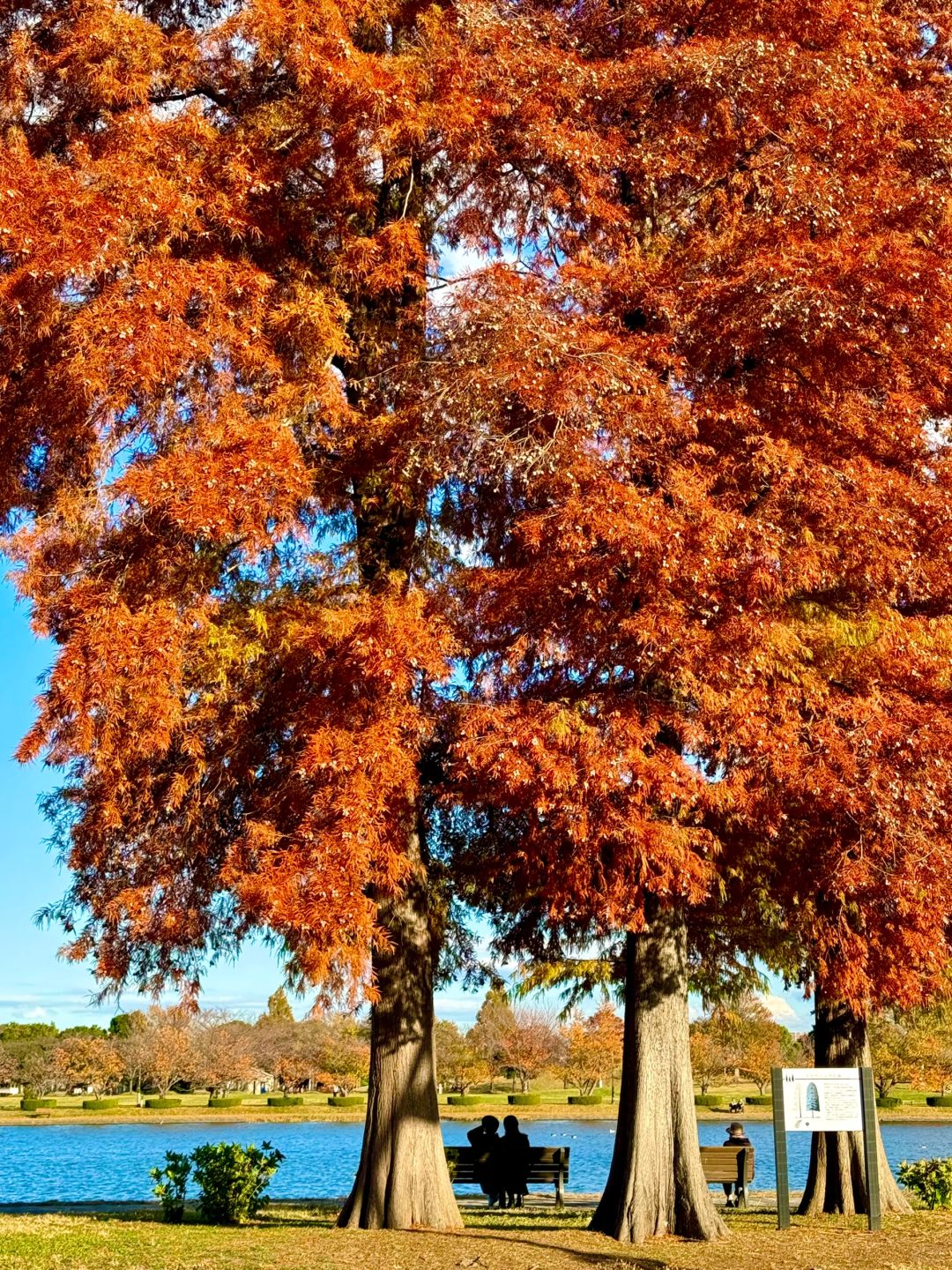 Tokyo-Enjoy fairy tale of the Metasequoia forest、bird sanctuary and red leaf trail in Mizumoto Park