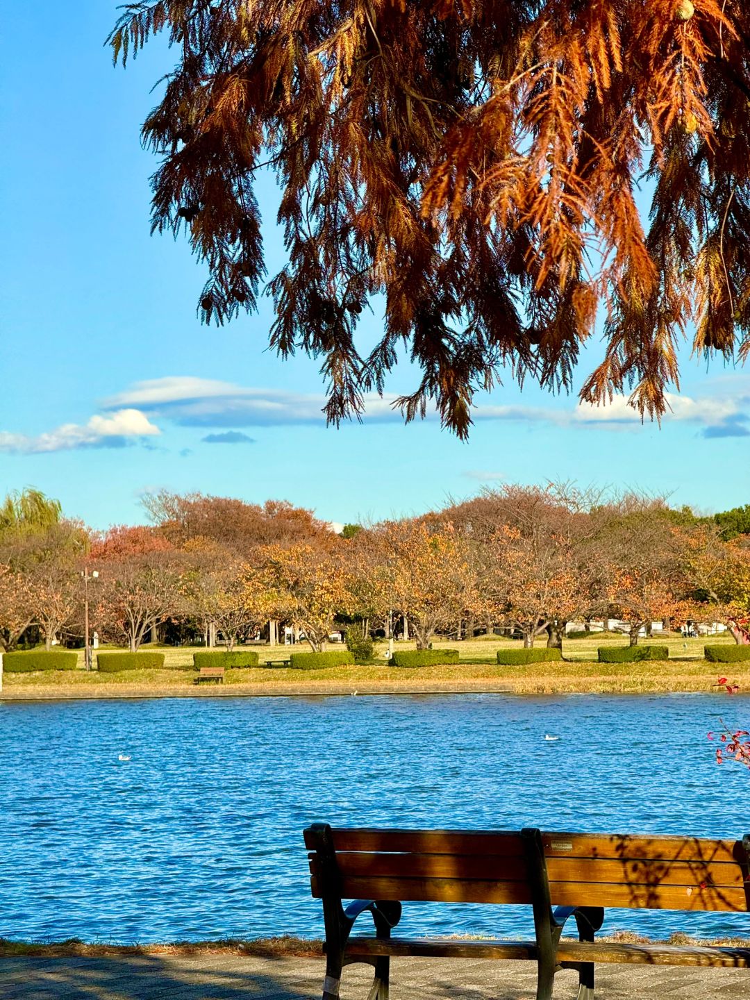 Tokyo-Enjoy fairy tale of the Metasequoia forest、bird sanctuary and red leaf trail in Mizumoto Park
