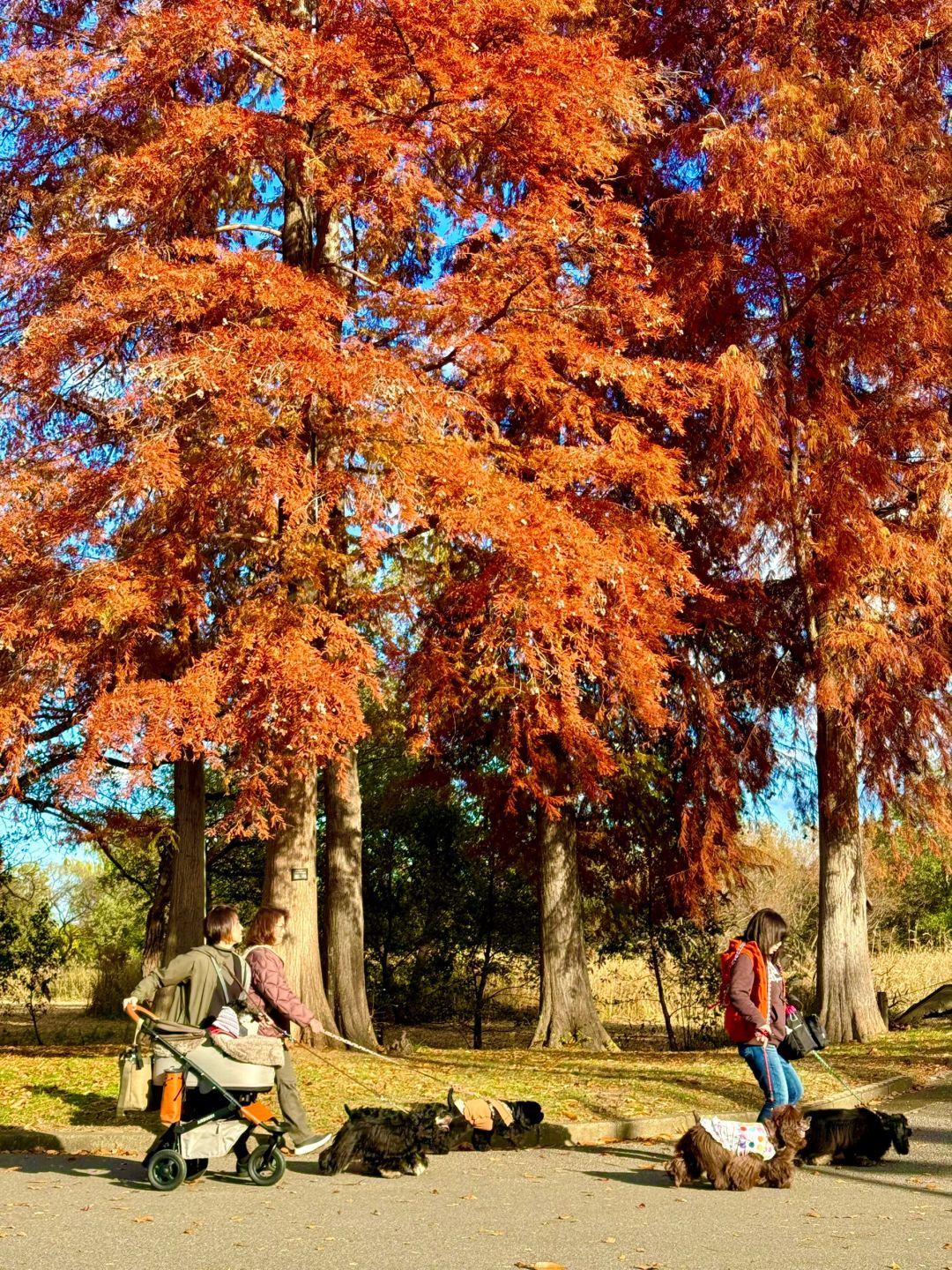 Tokyo-Enjoy fairy tale of the Metasequoia forest、bird sanctuary and red leaf trail in Mizumoto Park
