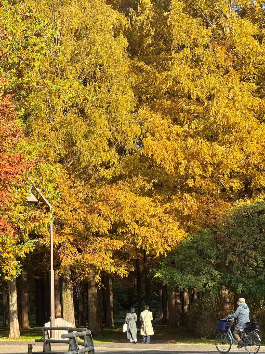 Tokyo-Enjoy fairy tale of the Metasequoia forest、bird sanctuary and red leaf trail in Mizumoto Park