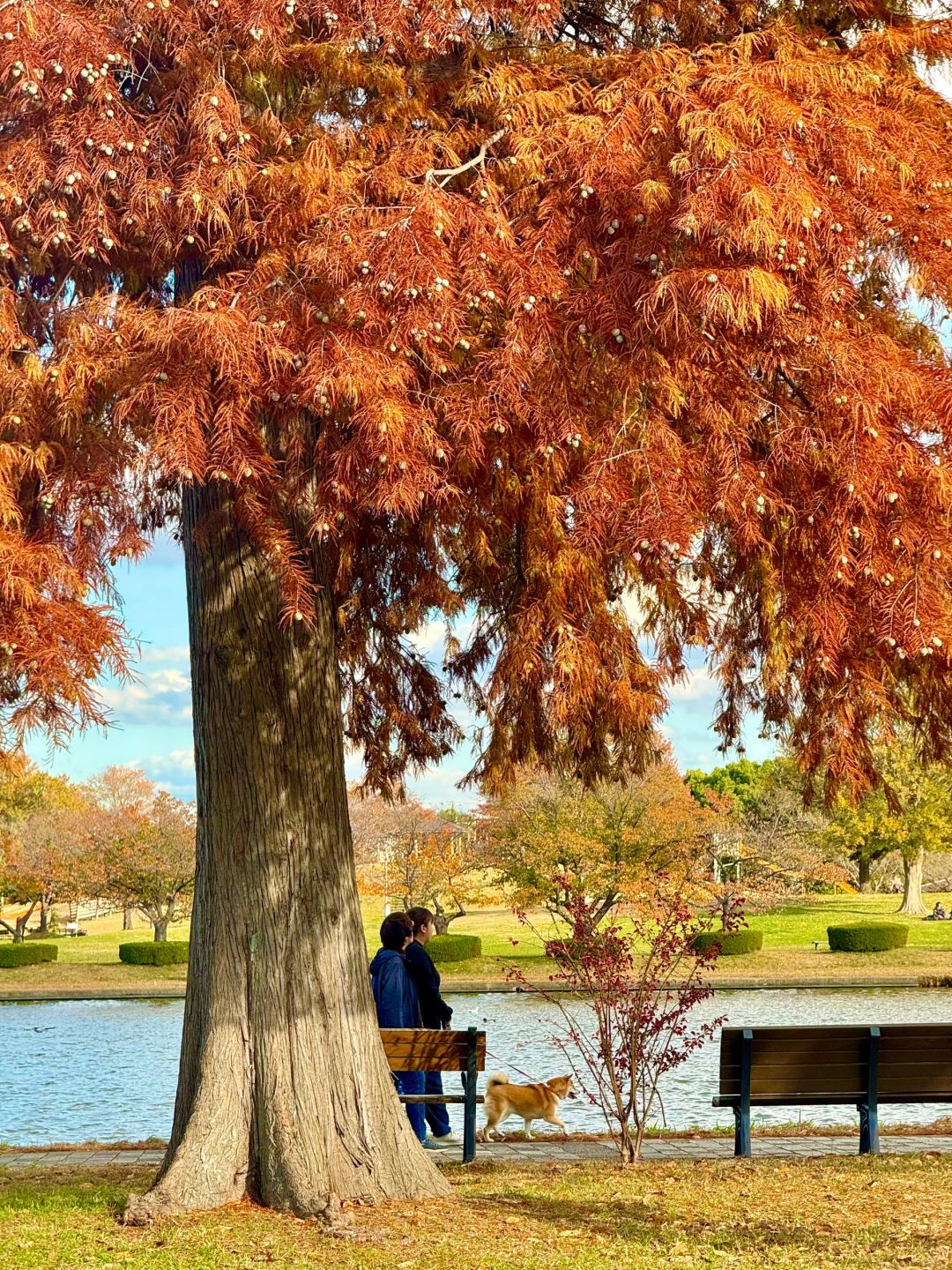 Tokyo-Enjoy fairy tale of the Metasequoia forest、bird sanctuary and red leaf trail in Mizumoto Park