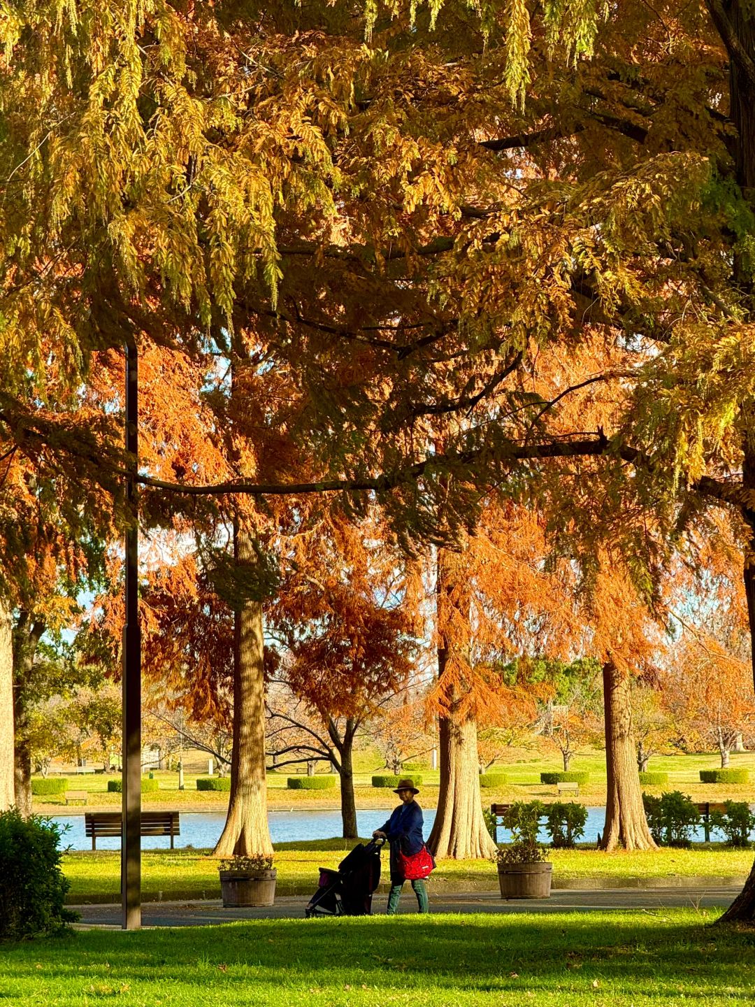Tokyo-Enjoy fairy tale of the Metasequoia forest、bird sanctuary and red leaf trail in Mizumoto Park