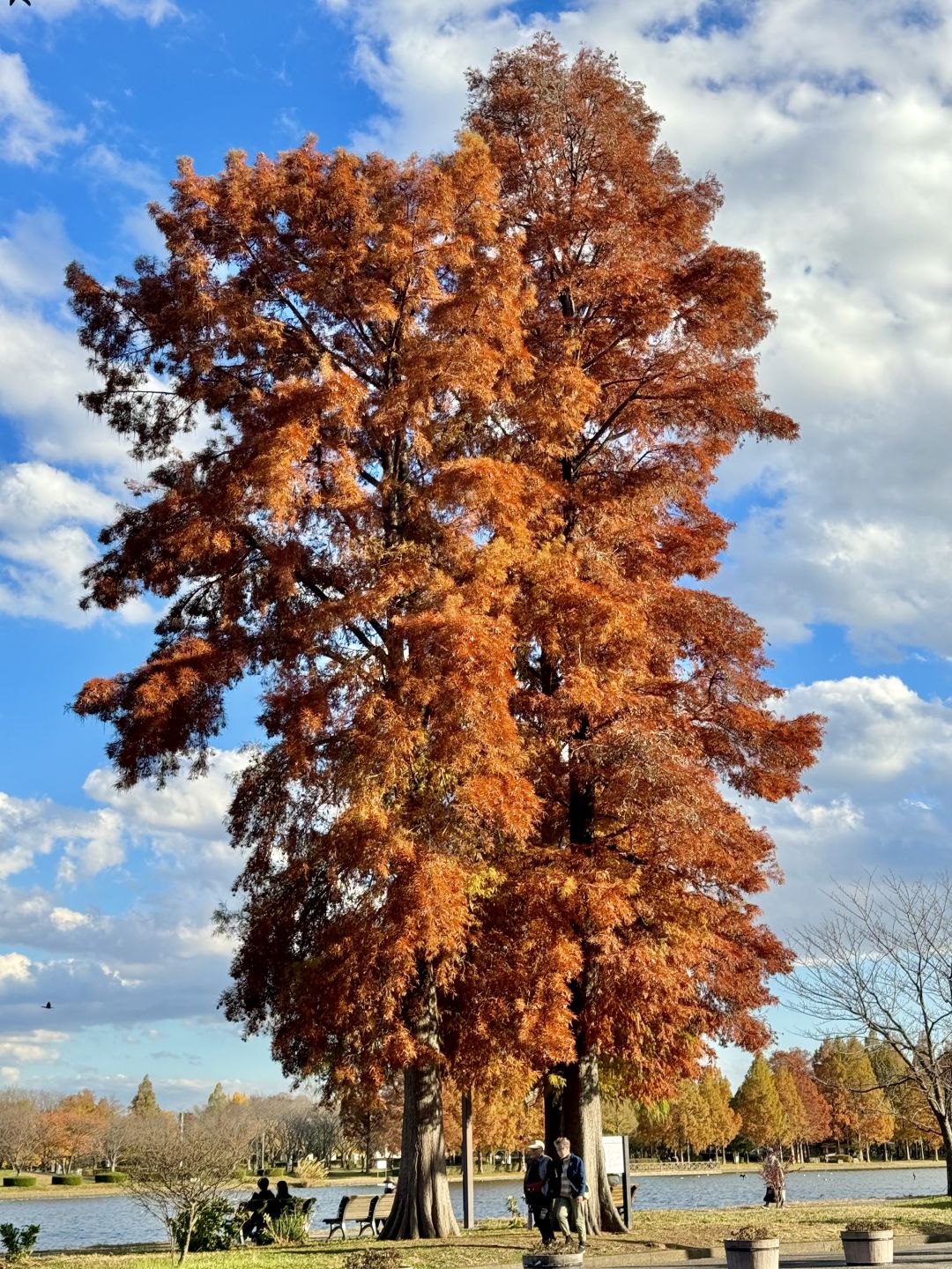 Tokyo-Enjoy fairy tale of the Metasequoia forest、bird sanctuary and red leaf trail in Mizumoto Park