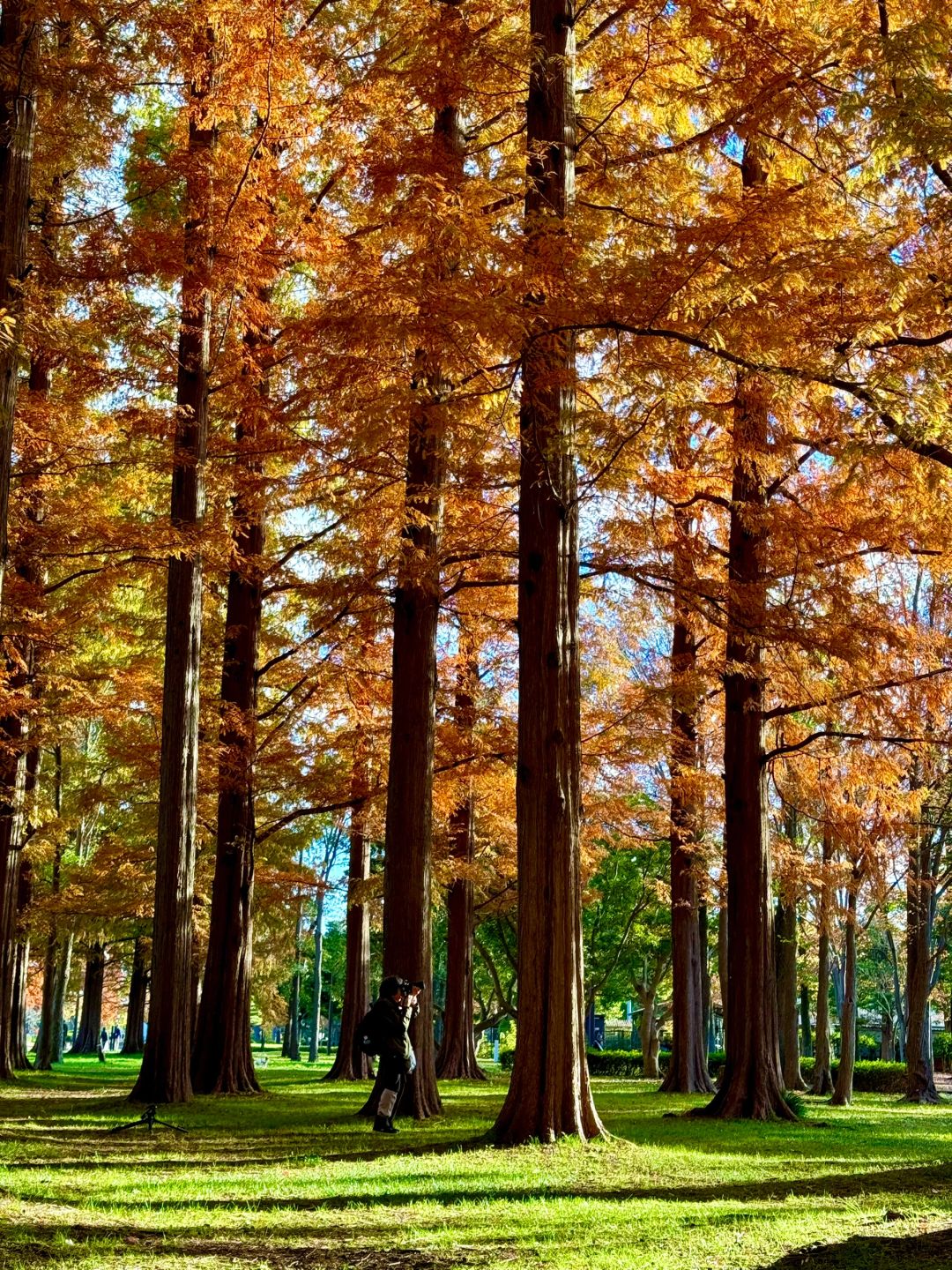Tokyo-Enjoy fairy tale of the Metasequoia forest、bird sanctuary and red leaf trail in Mizumoto Park