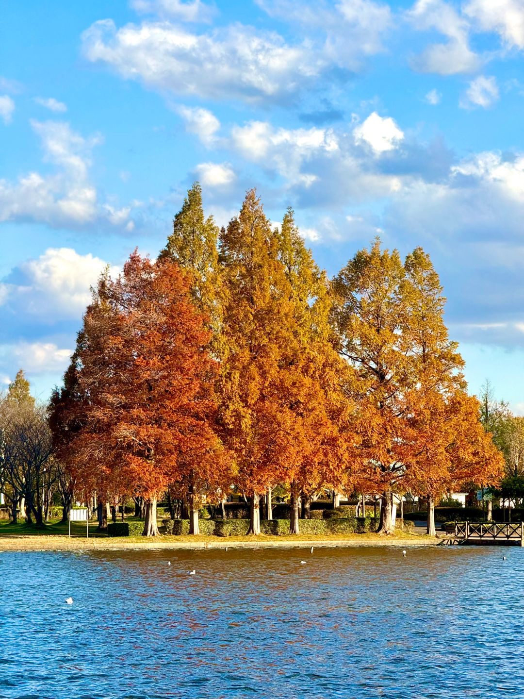 Tokyo-Enjoy fairy tale of the Metasequoia forest、bird sanctuary and red leaf trail in Mizumoto Park