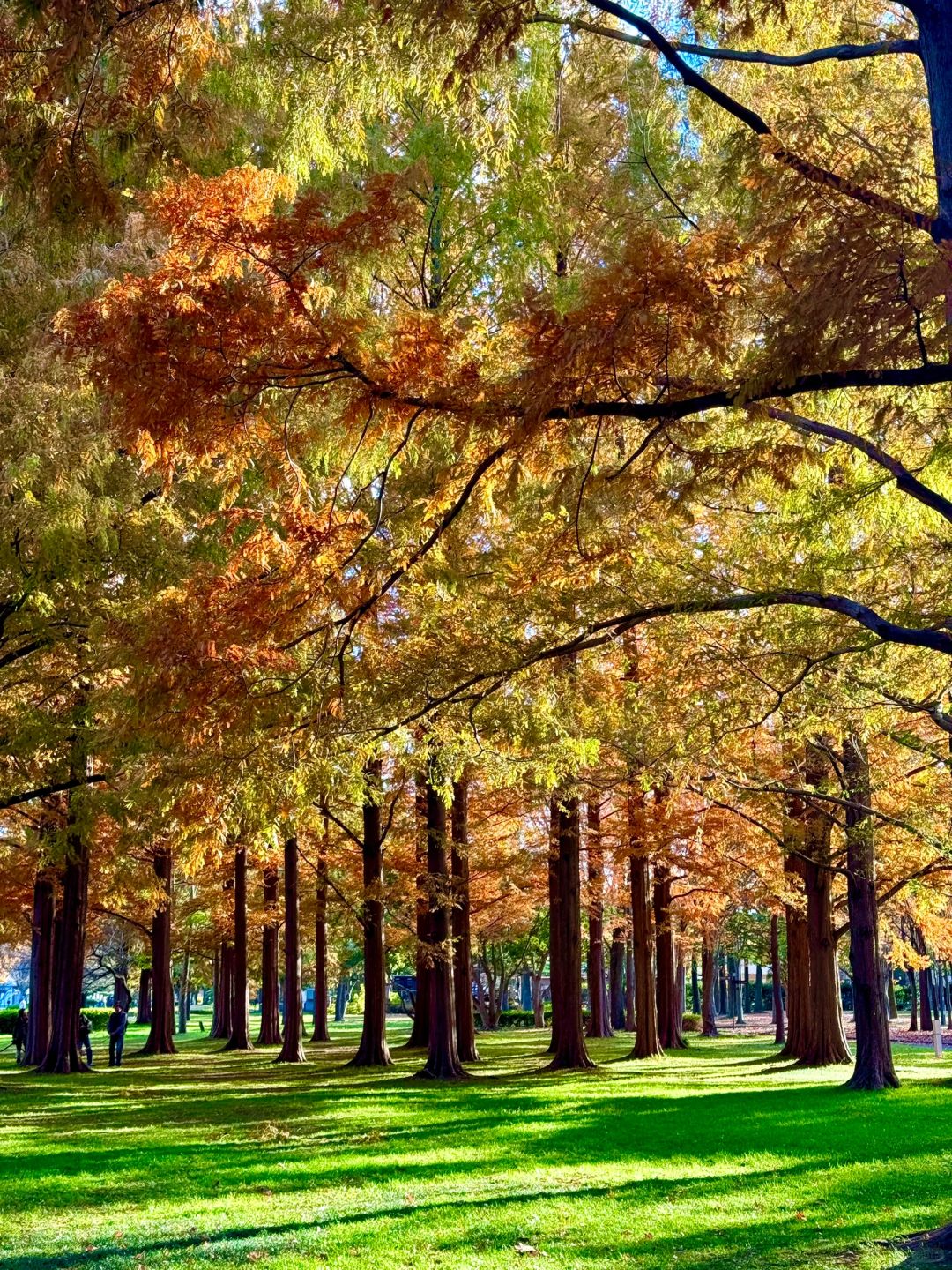 Tokyo-Enjoy fairy tale of the Metasequoia forest、bird sanctuary and red leaf trail in Mizumoto Park