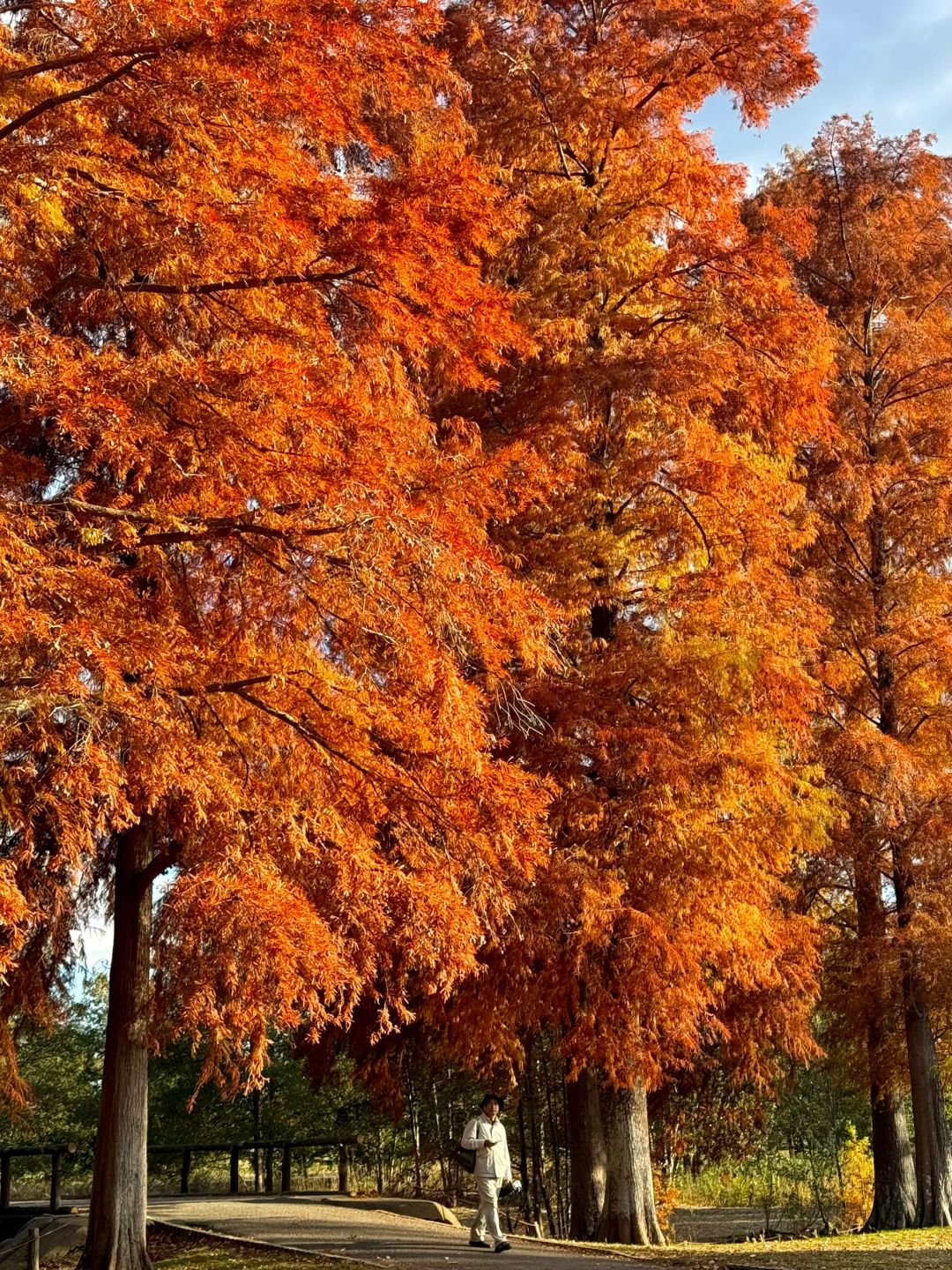 Tokyo-Enjoy fairy tale of the Metasequoia forest、bird sanctuary and red leaf trail in Mizumoto Park