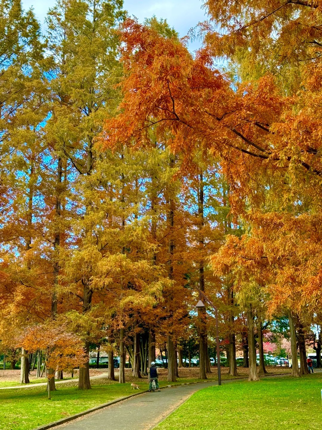 Tokyo-Enjoy fairy tale of the Metasequoia forest、bird sanctuary and red leaf trail in Mizumoto Park