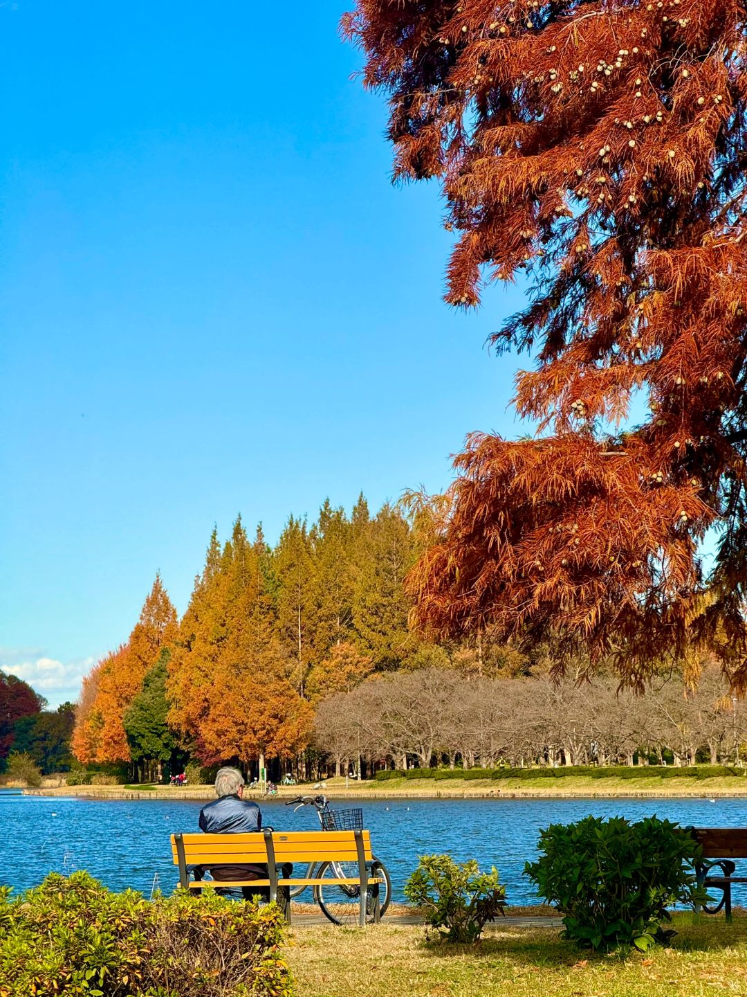 Tokyo-Enjoy fairy tale of the Metasequoia forest、bird sanctuary and red leaf trail in Mizumoto Park